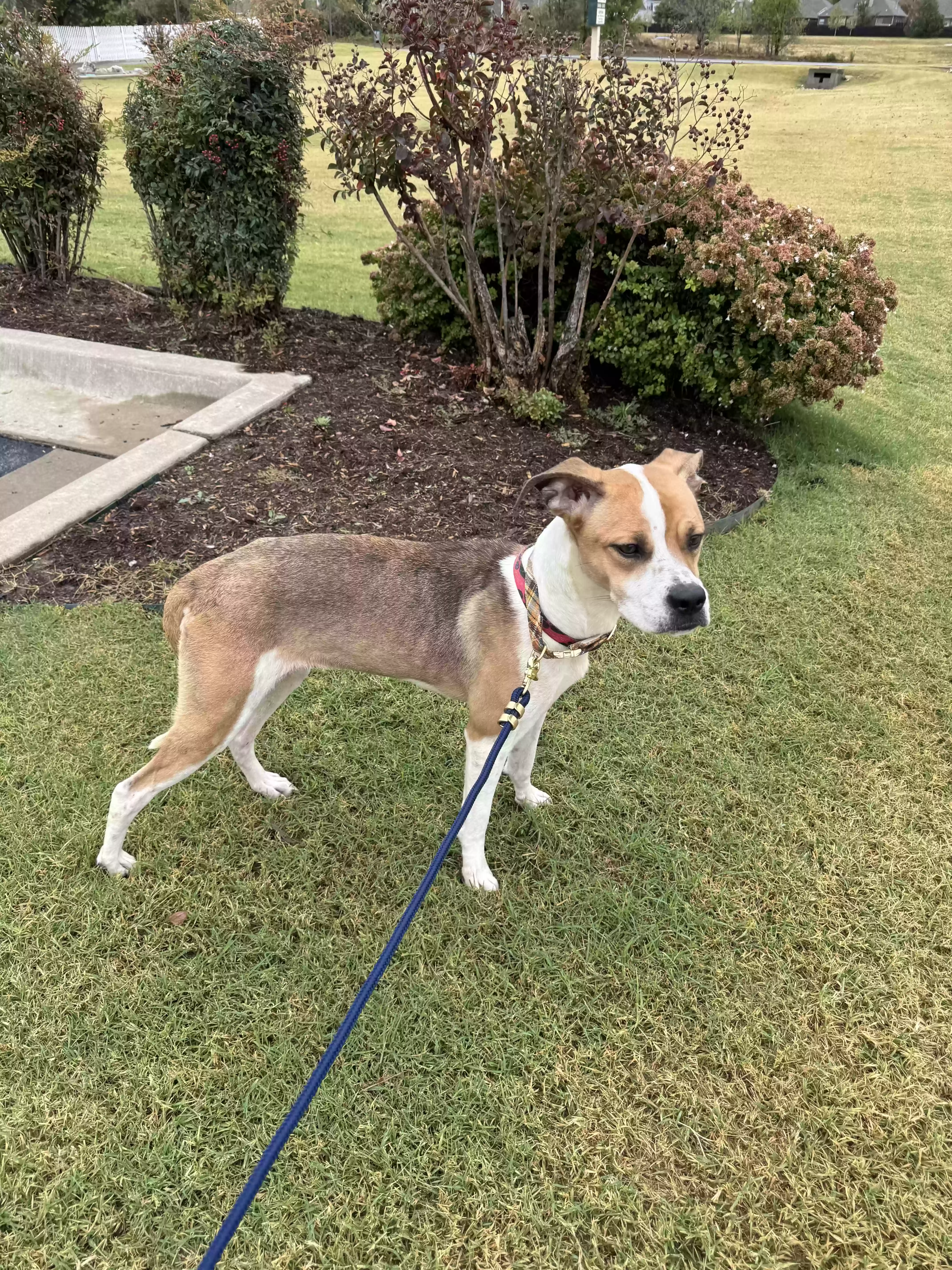 adoptable Dog in Mounds,OK named Unknown