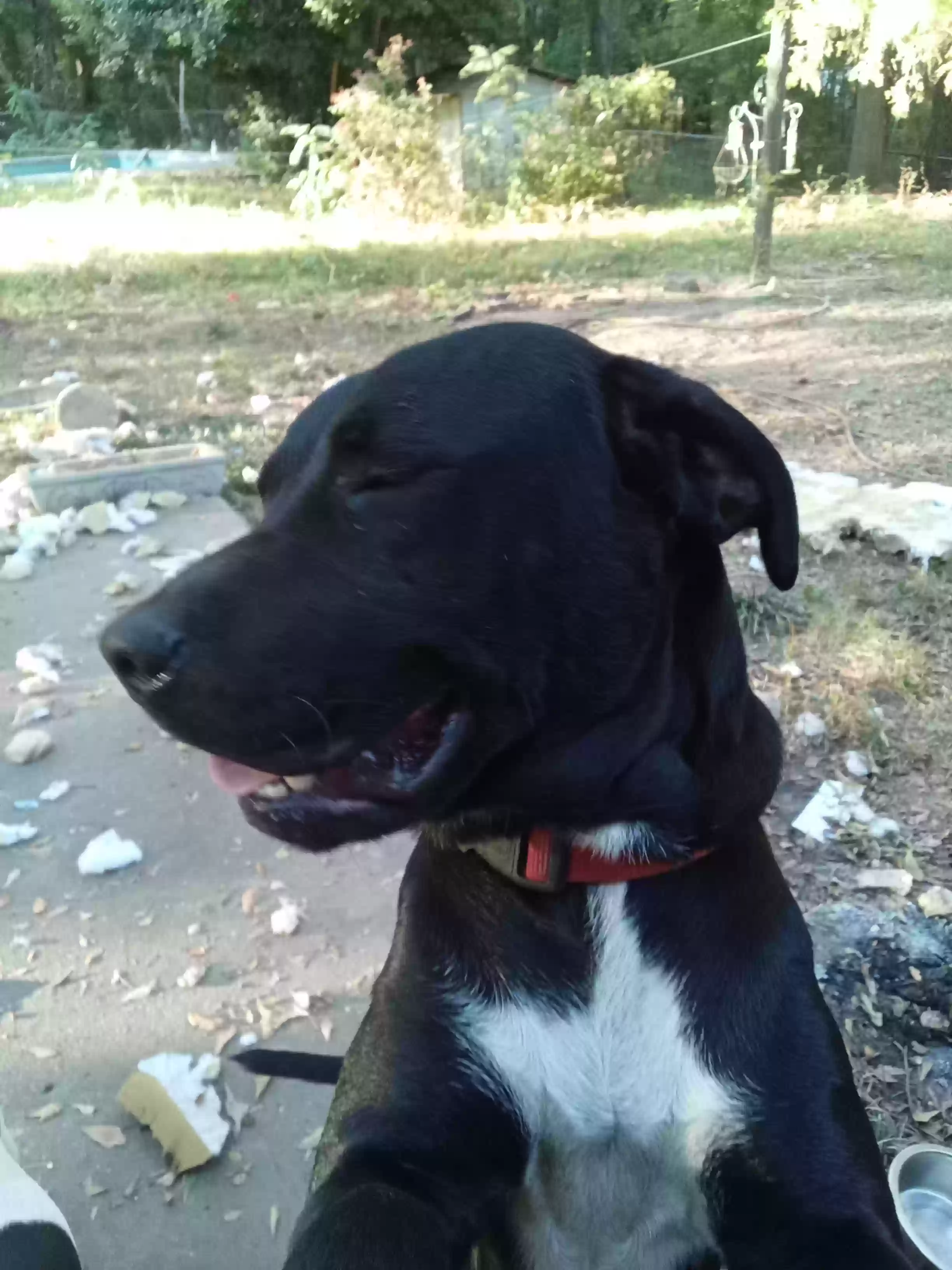 adoptable Dog in Eatonton,GA named Heydude