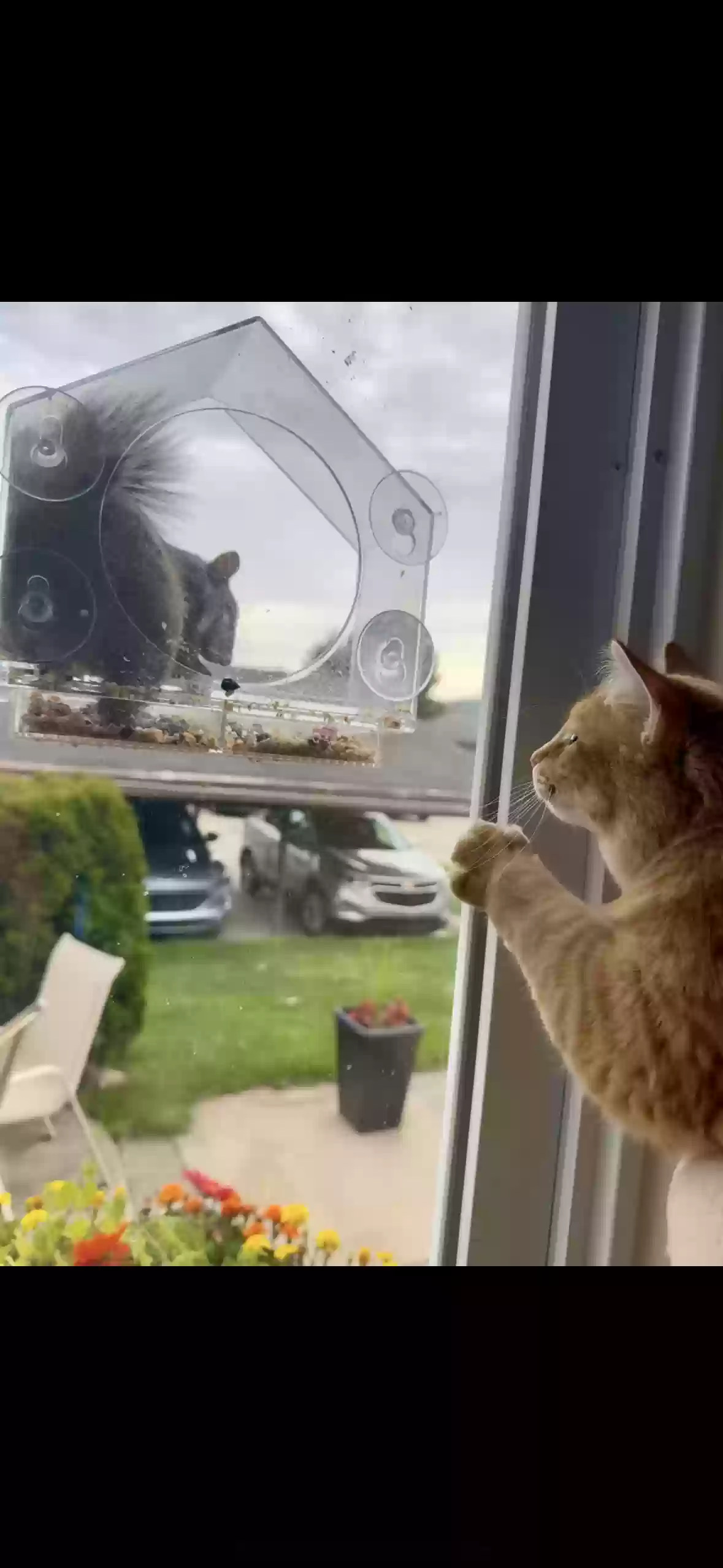 adoptable Cat in Westland,MI named Pumpkins 🎃 🧡
