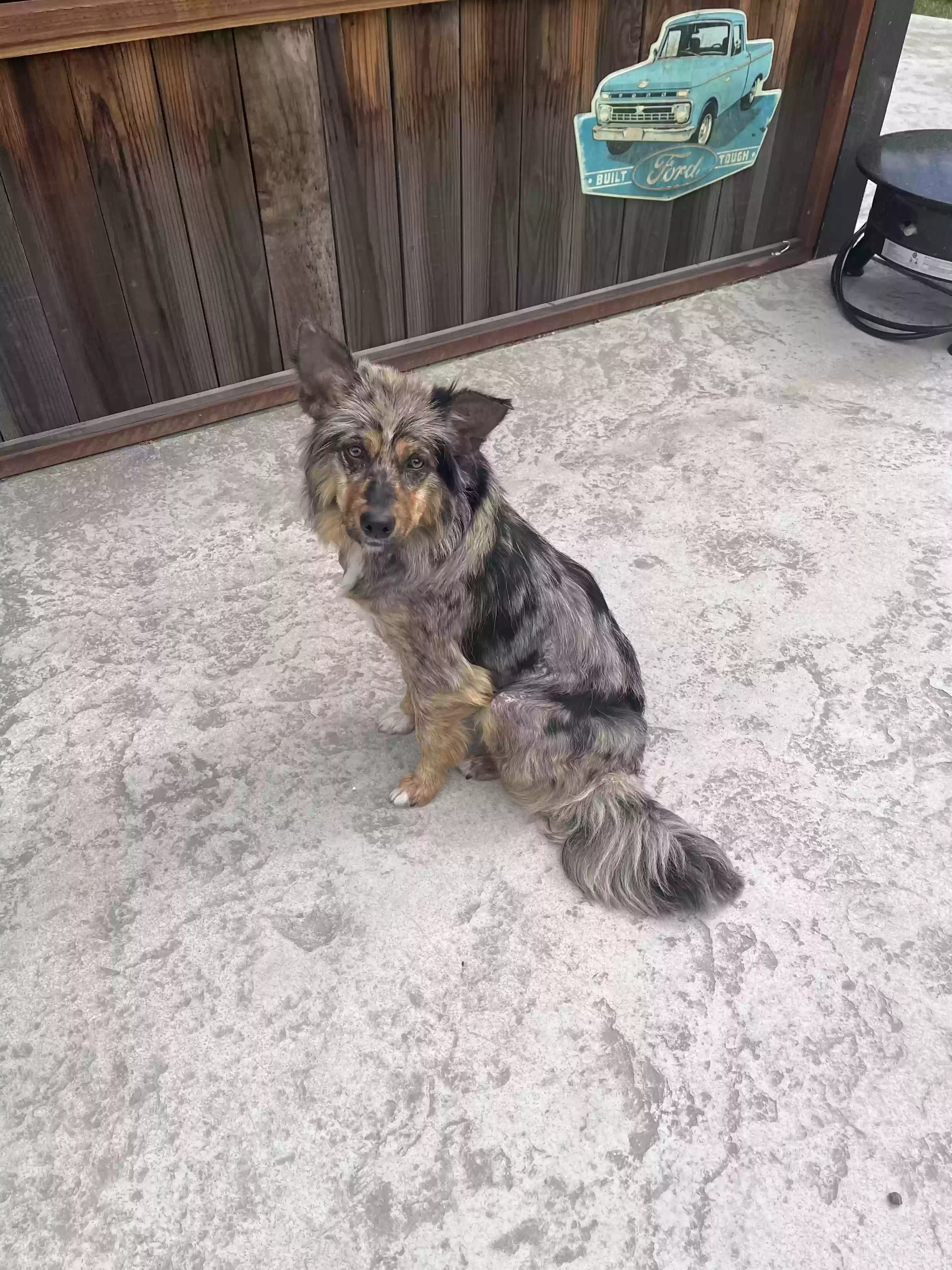 adoptable Dog in Tracy,CA named Millie