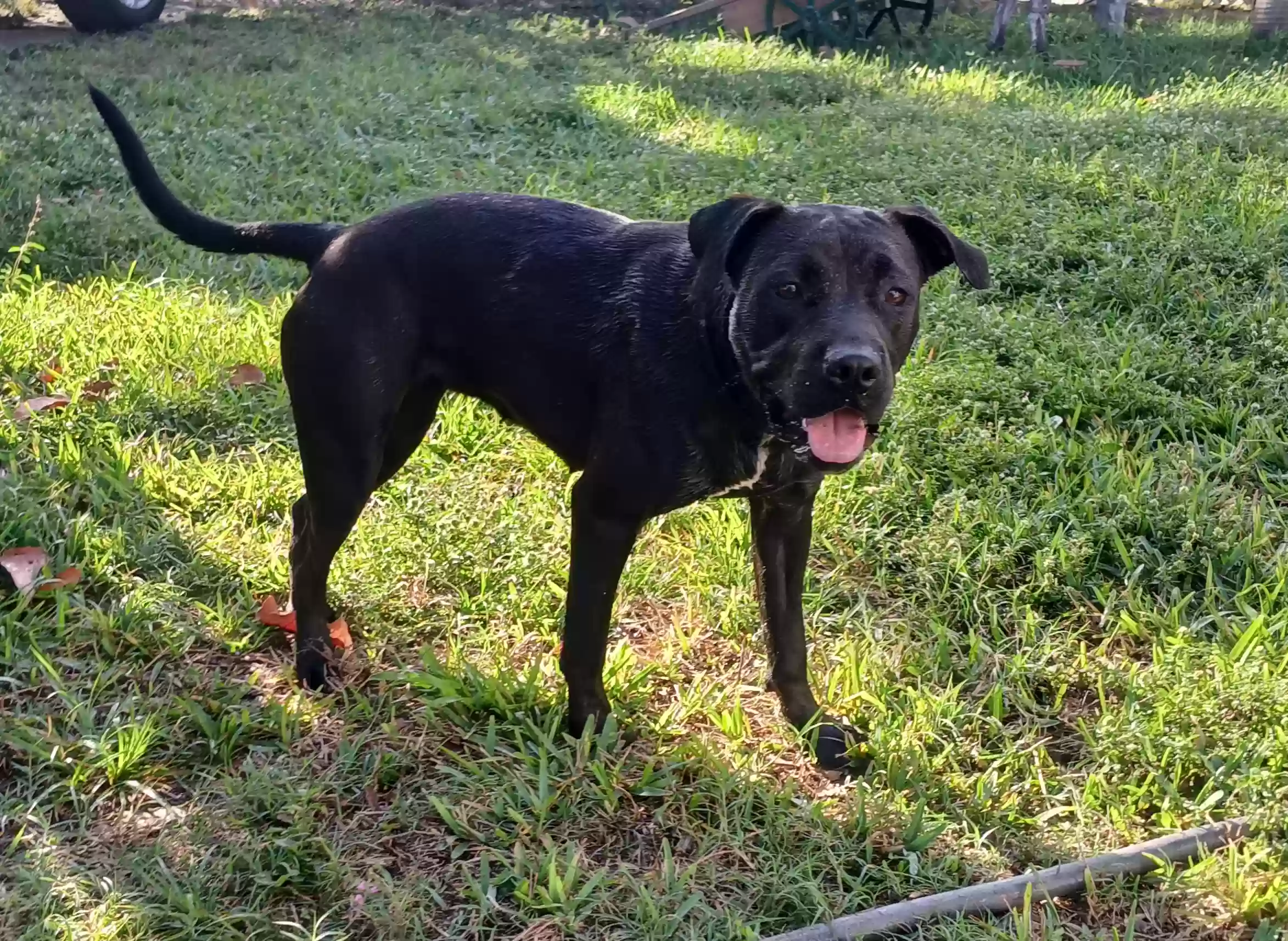 adoptable Dog in Miami,FL named Luna