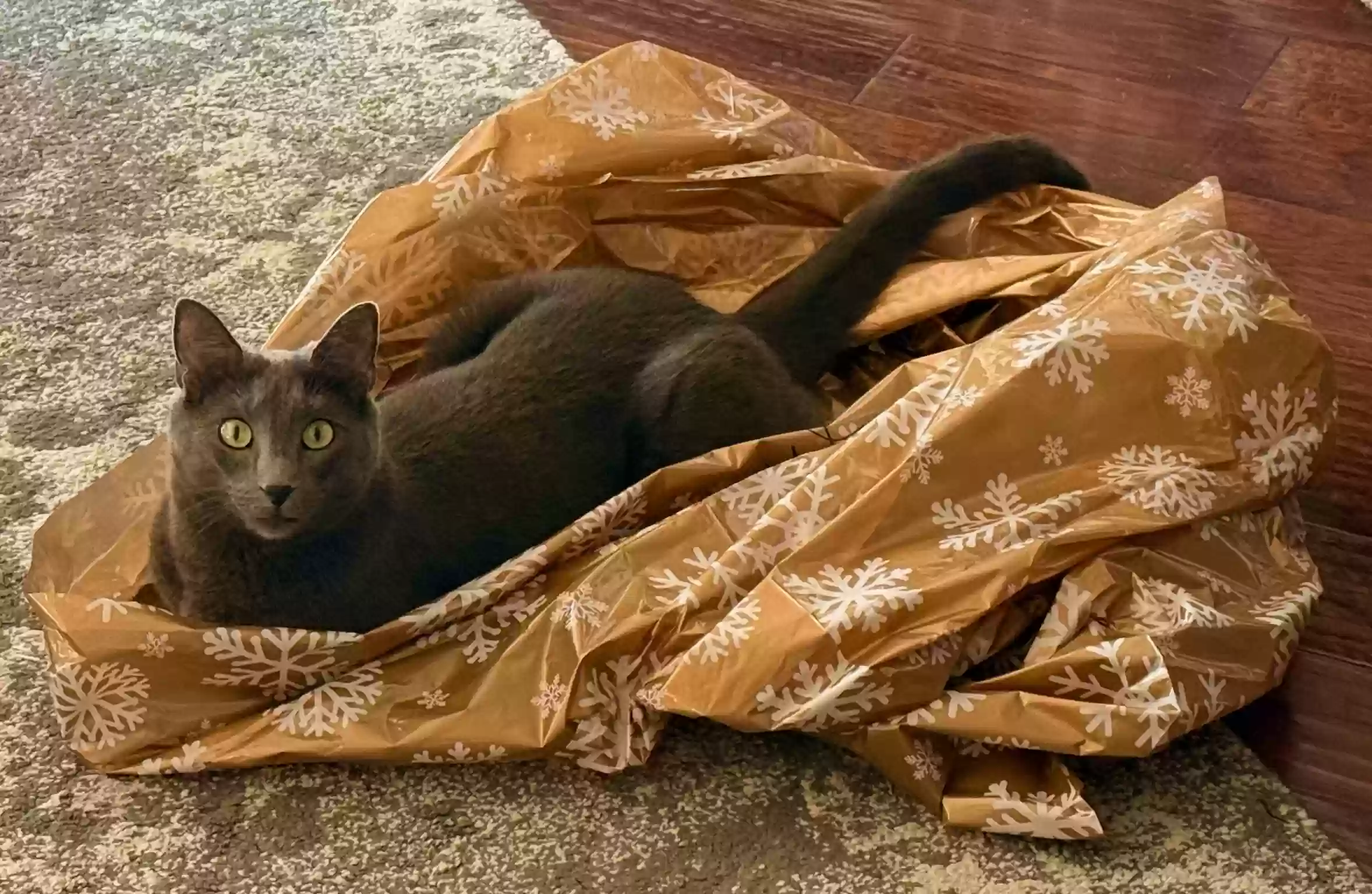 adoptable Cat in Denton,TX named Silver