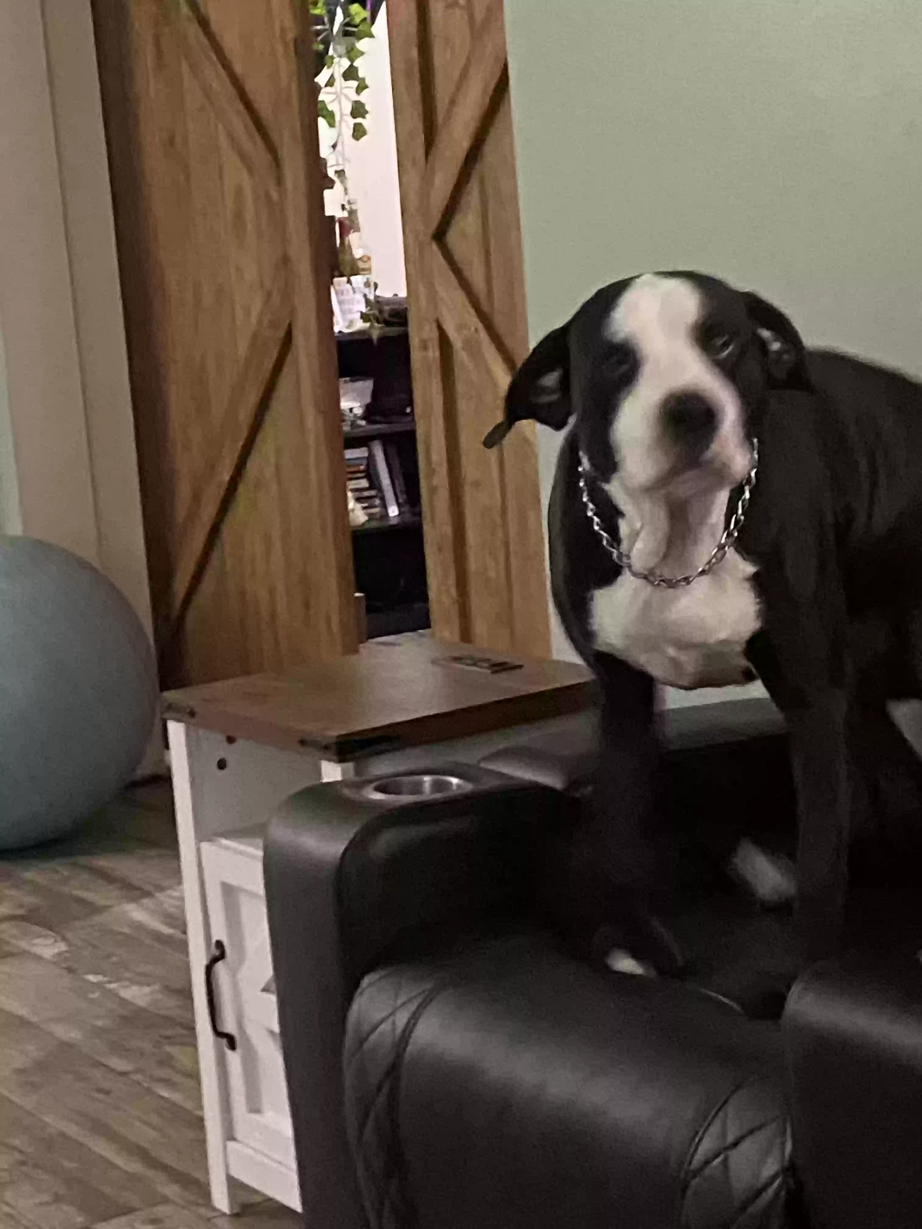 adoptable Dog in Tampa,FL named Adonis