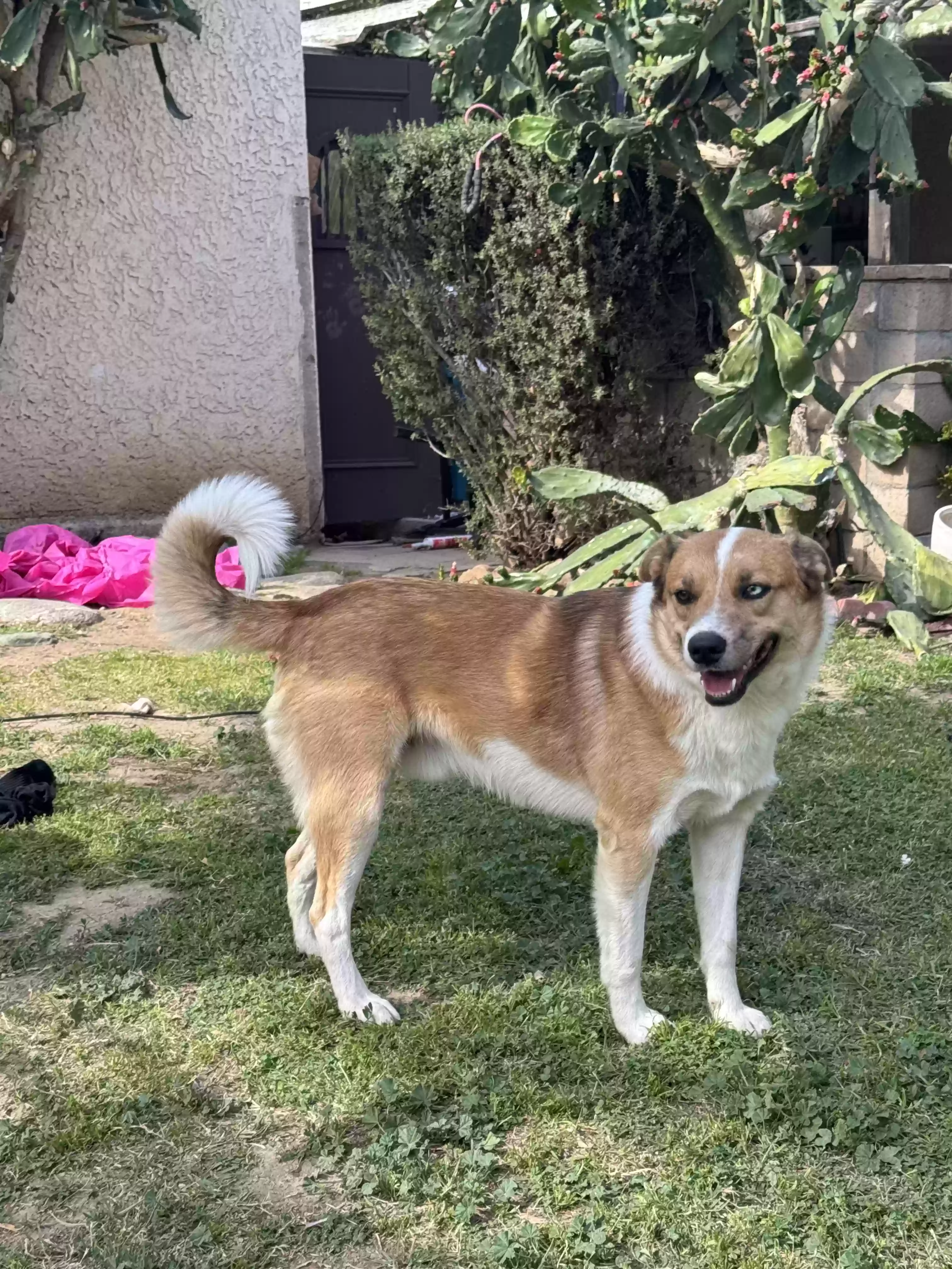 adoptable Dog in Riverside,CA named Arthur