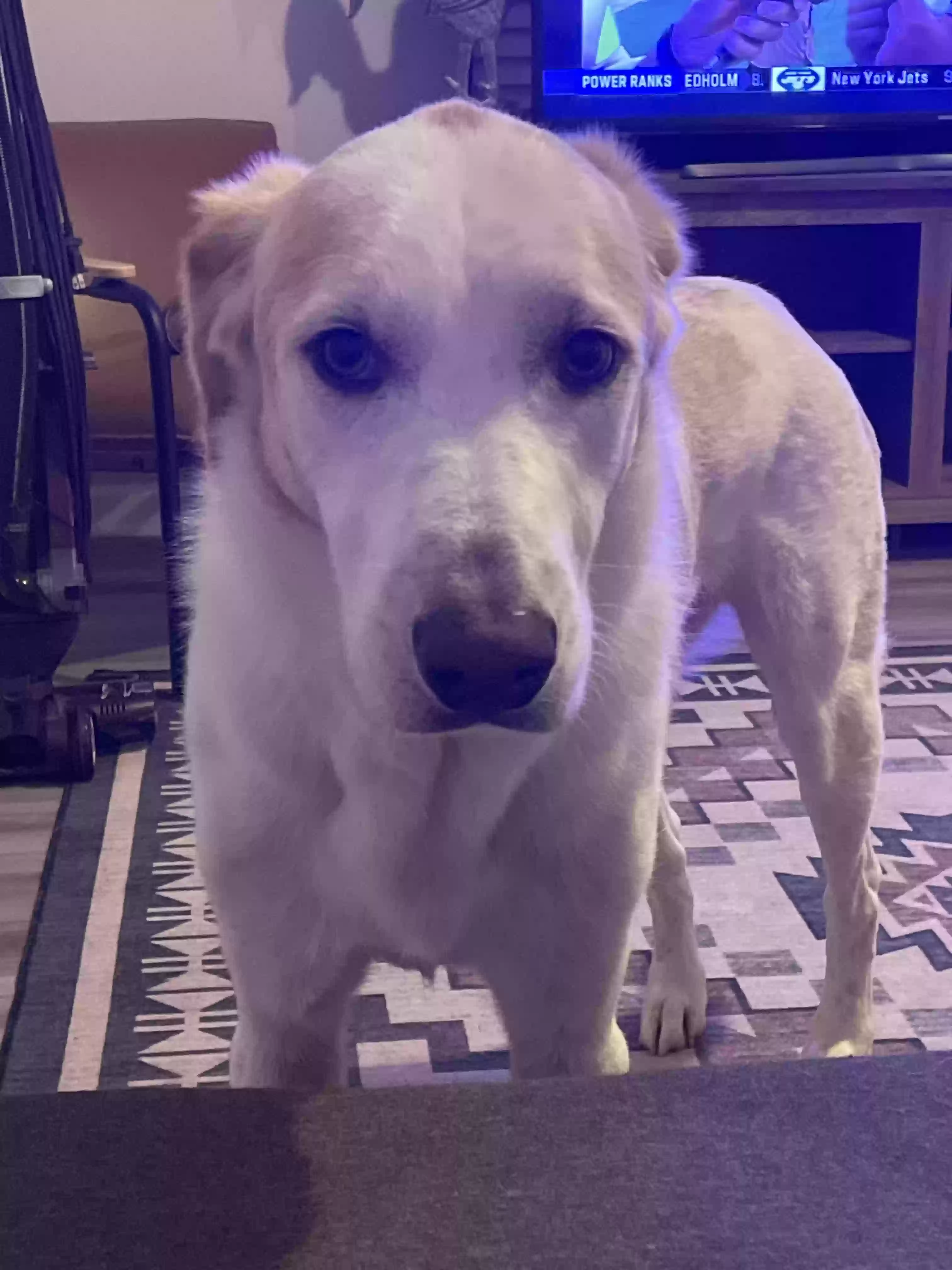 adoptable Dog in Killeen,TX named