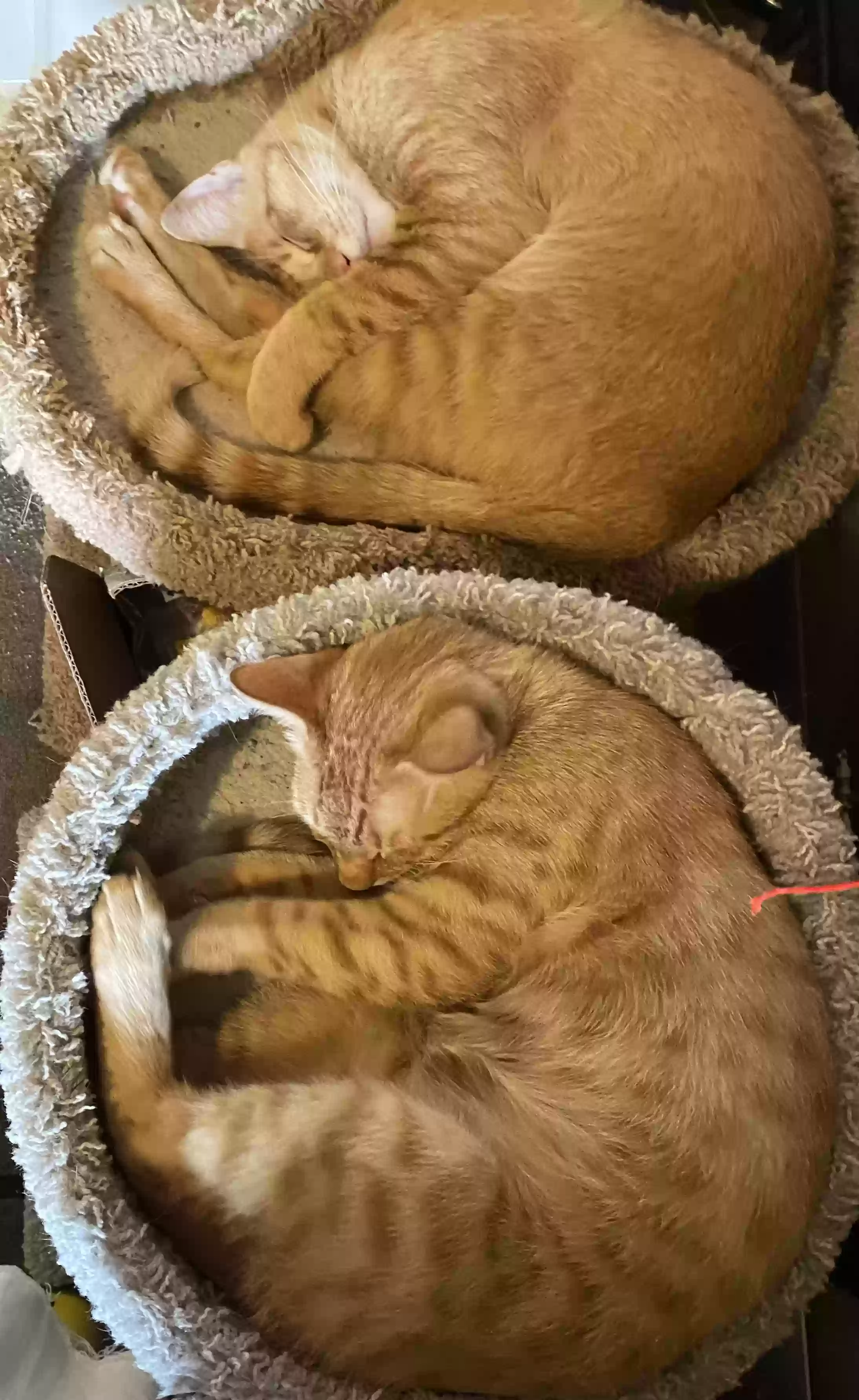 adoptable Cat in Orland,CA named Fatty Rafiki & Buddy