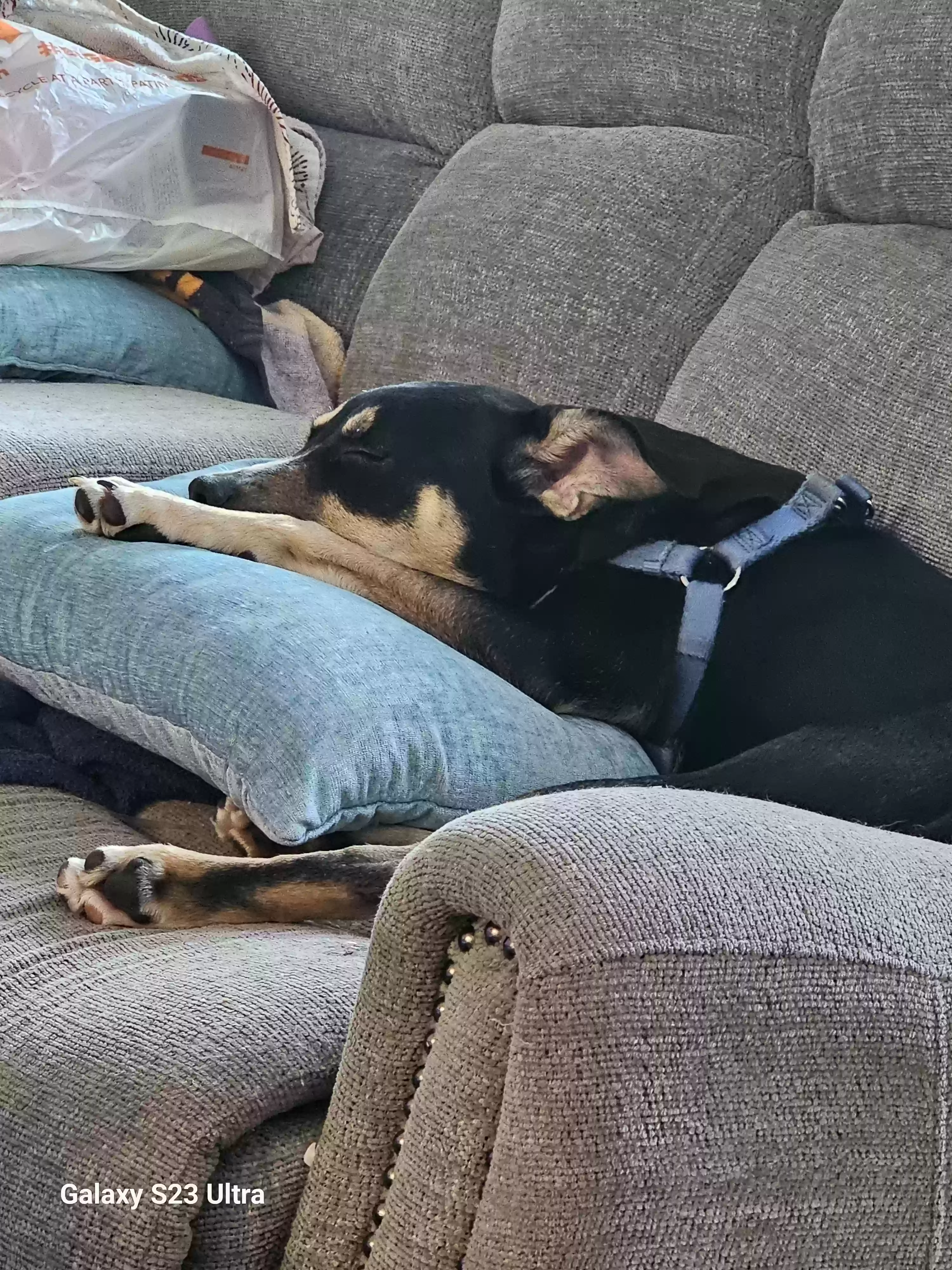 adoptable Dog in Braselton,GA named Panther