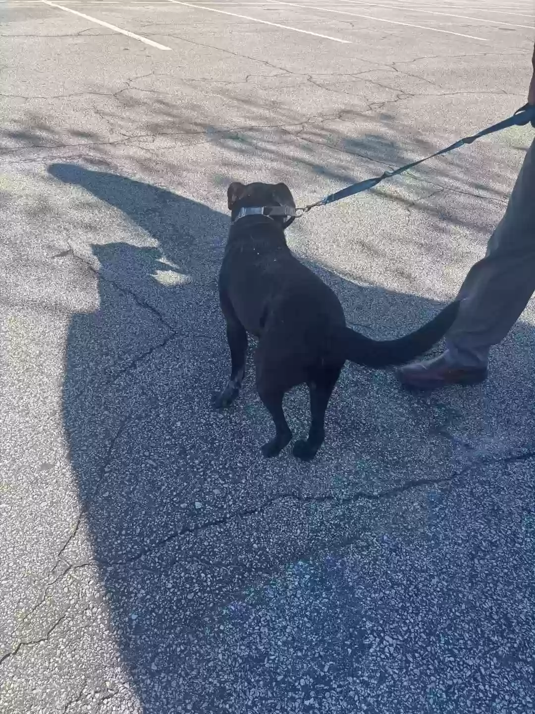 adoptable Dog in Dallas,GA named Finn