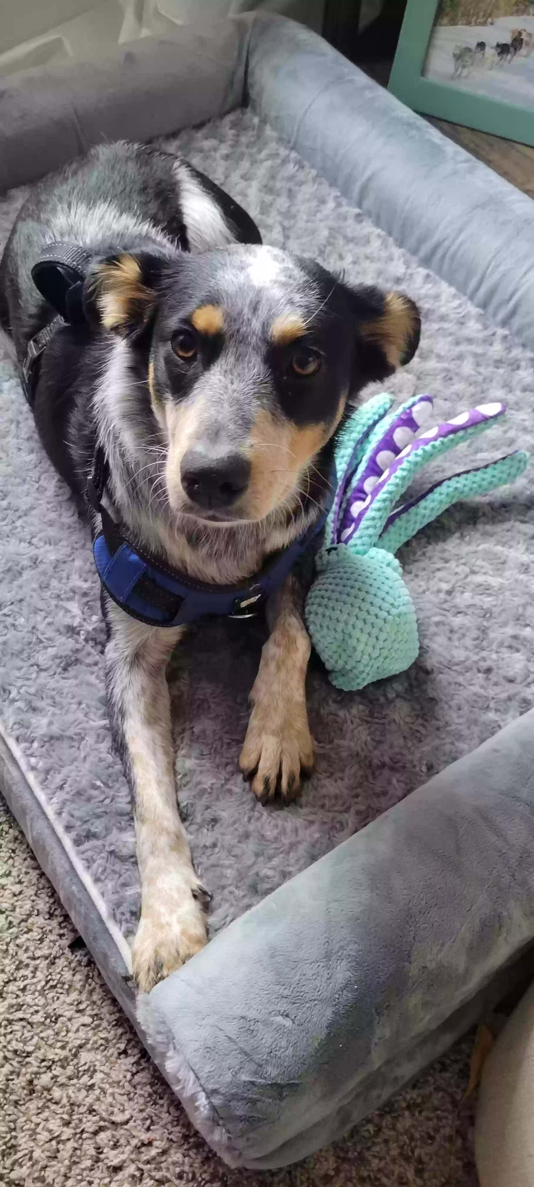 adoptable Dog in Garland,TX named Nova