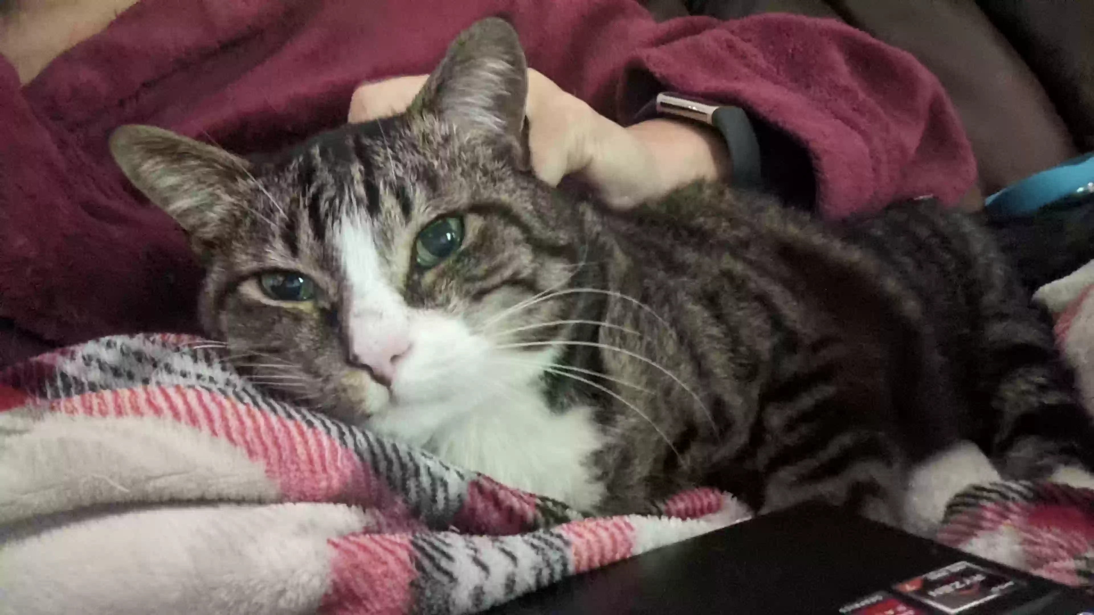 adoptable Cat in Duluth,GA named Bogart