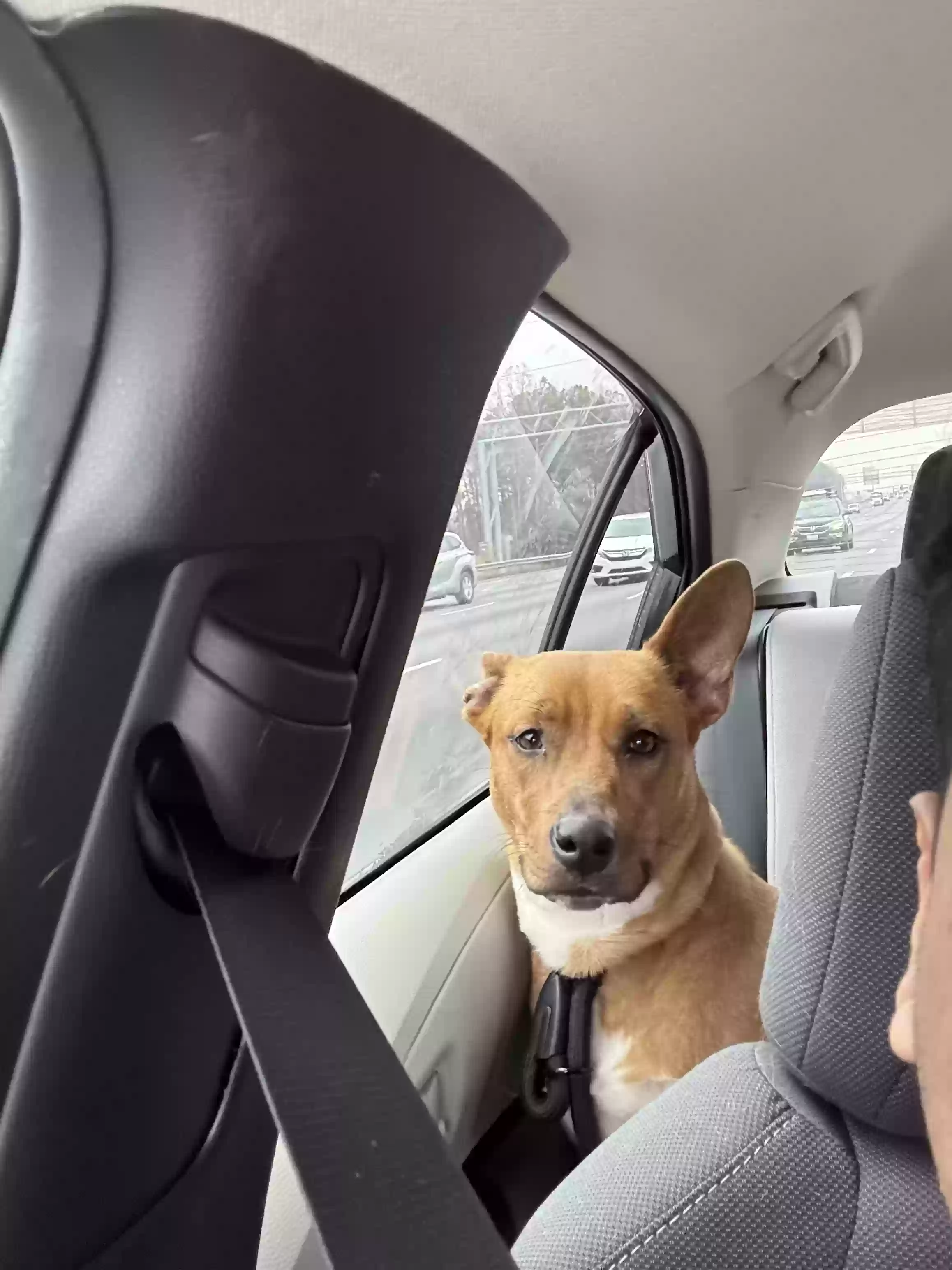 adoptable Dog in Orlando,FL named Riley