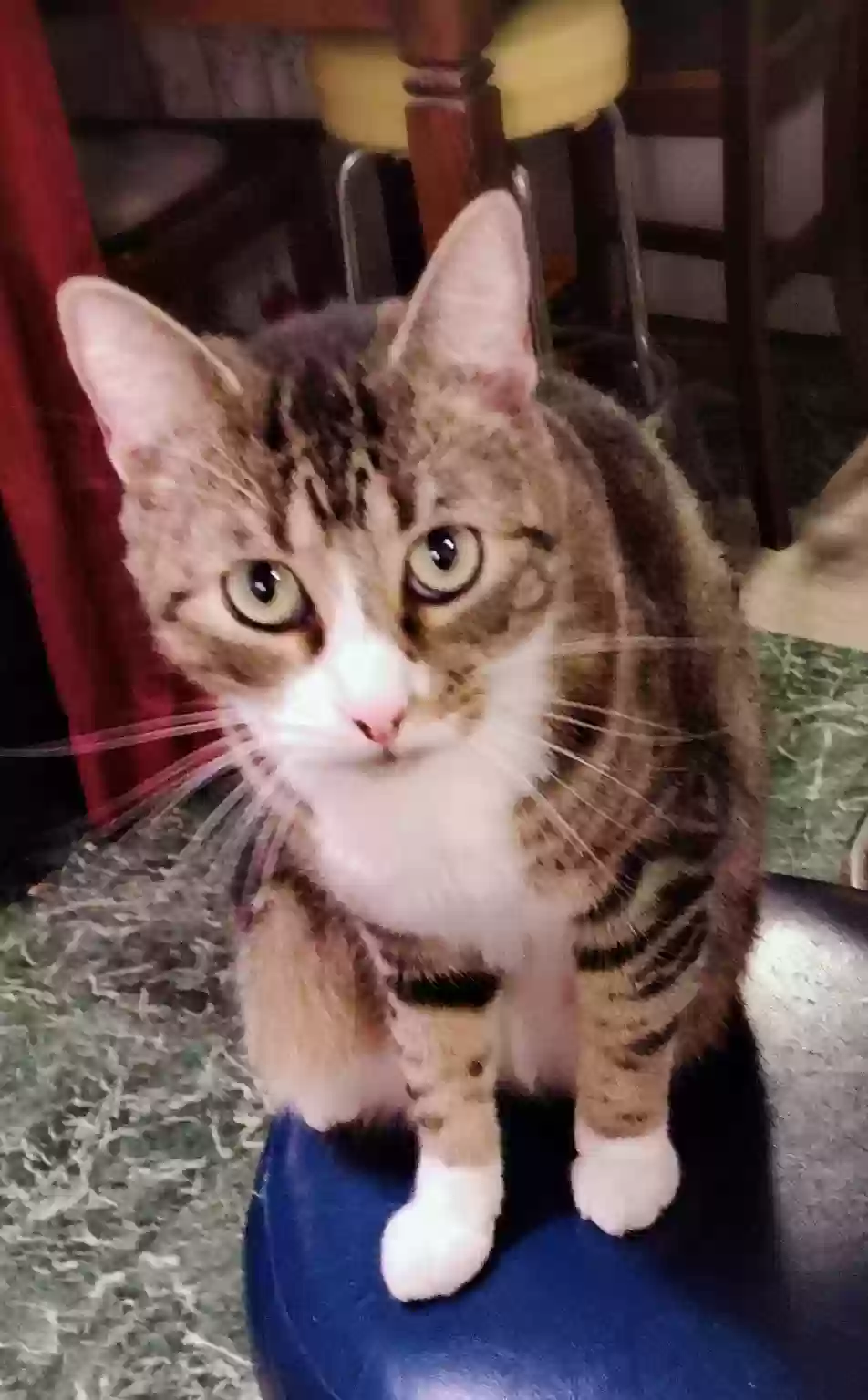 adoptable Cat in Newark,TX named Bubby