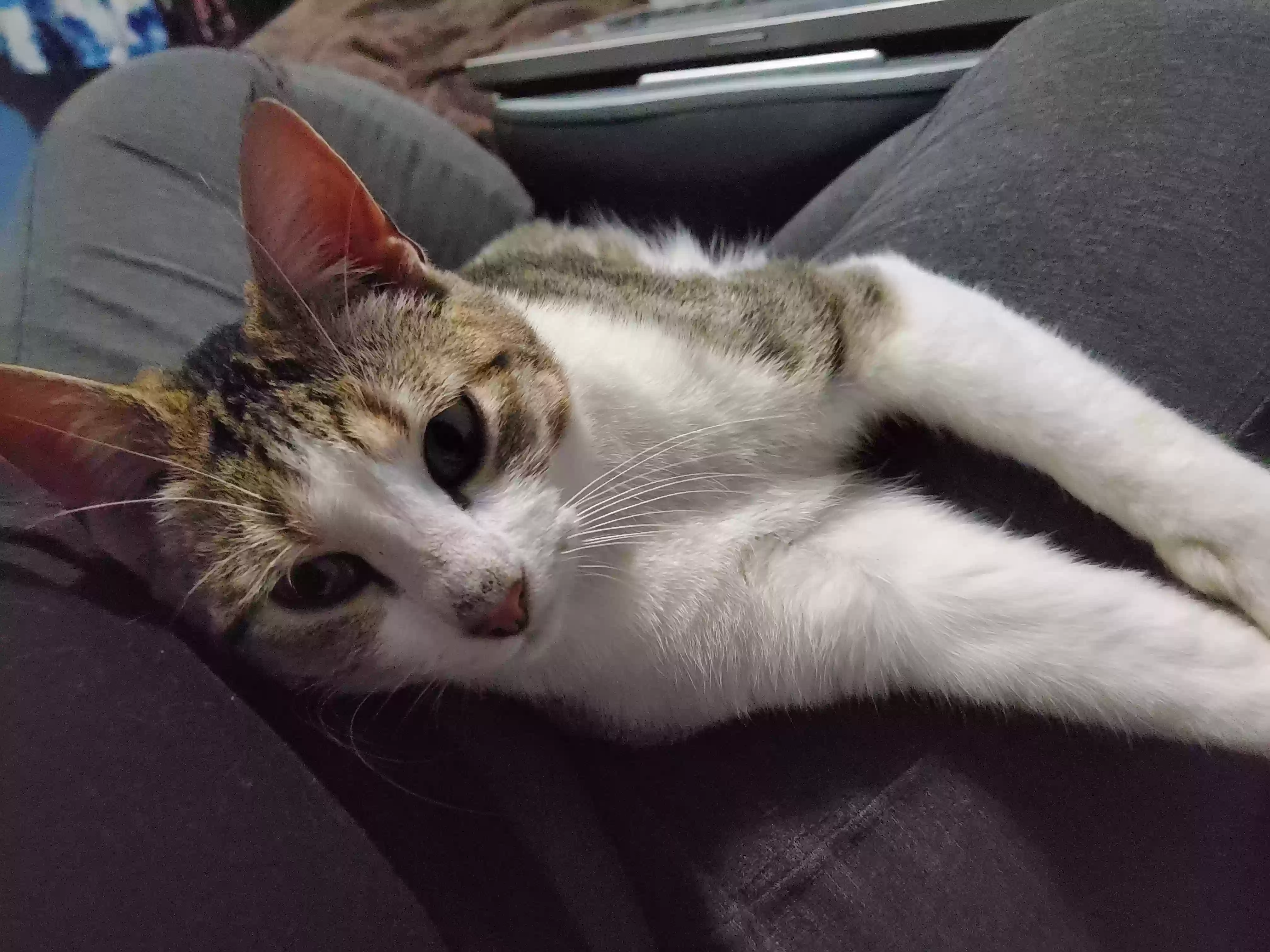 adoptable Cat in Newark,TX named Juice