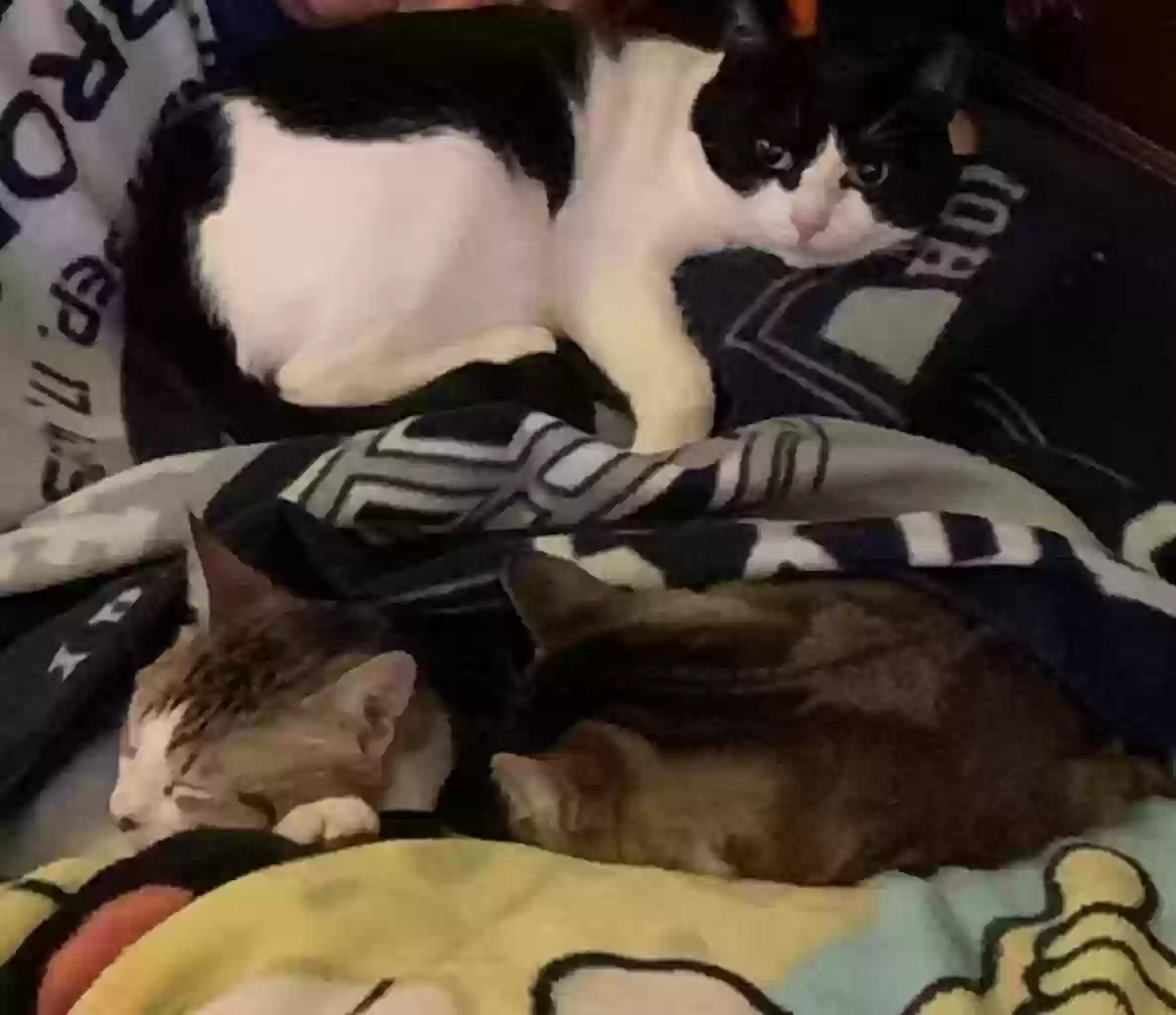 adoptable Cat in Newark,TX named Stella