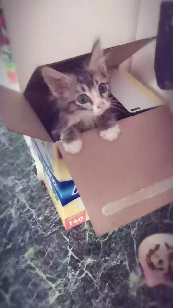 adoptable Cat in Newark,TX named Jamms