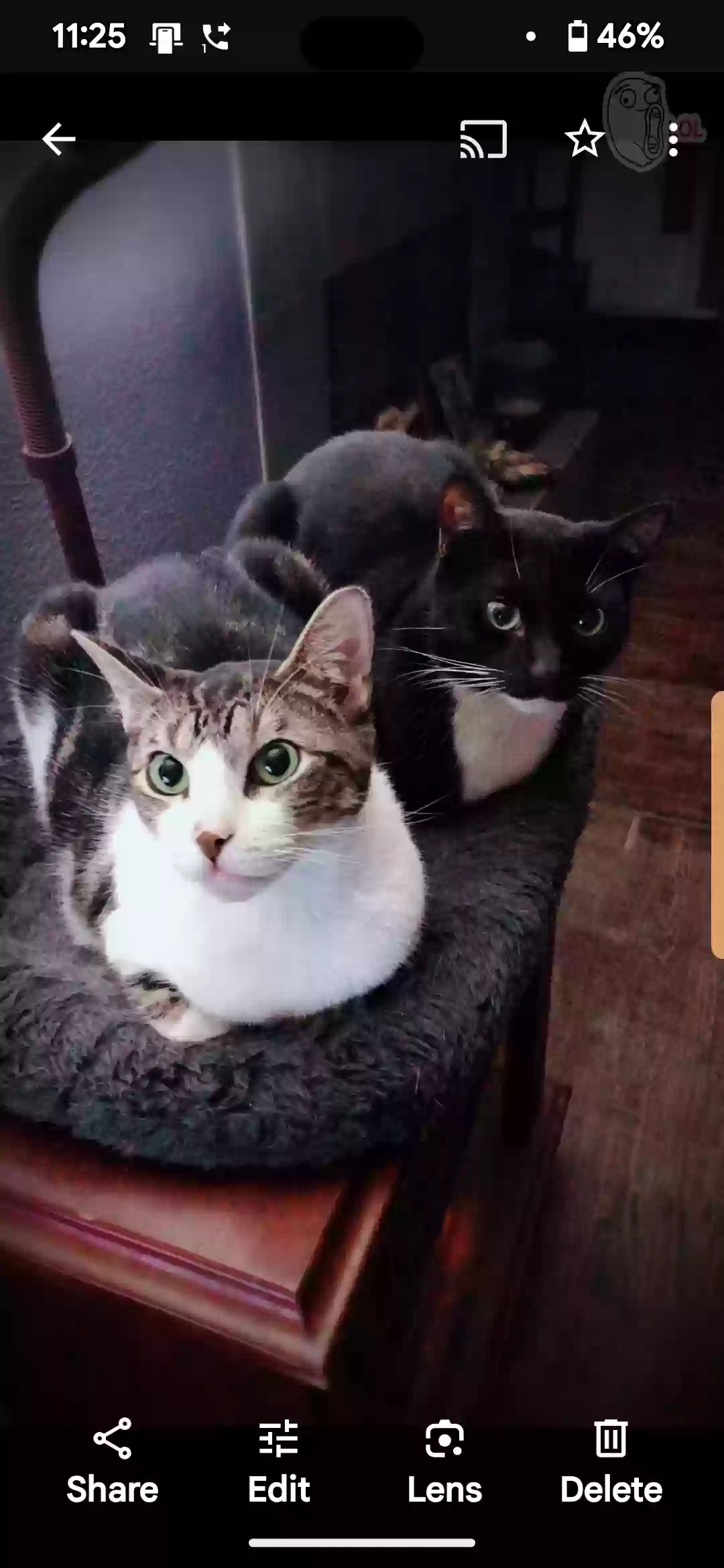 adoptable Cat in Newark,TX named Coco