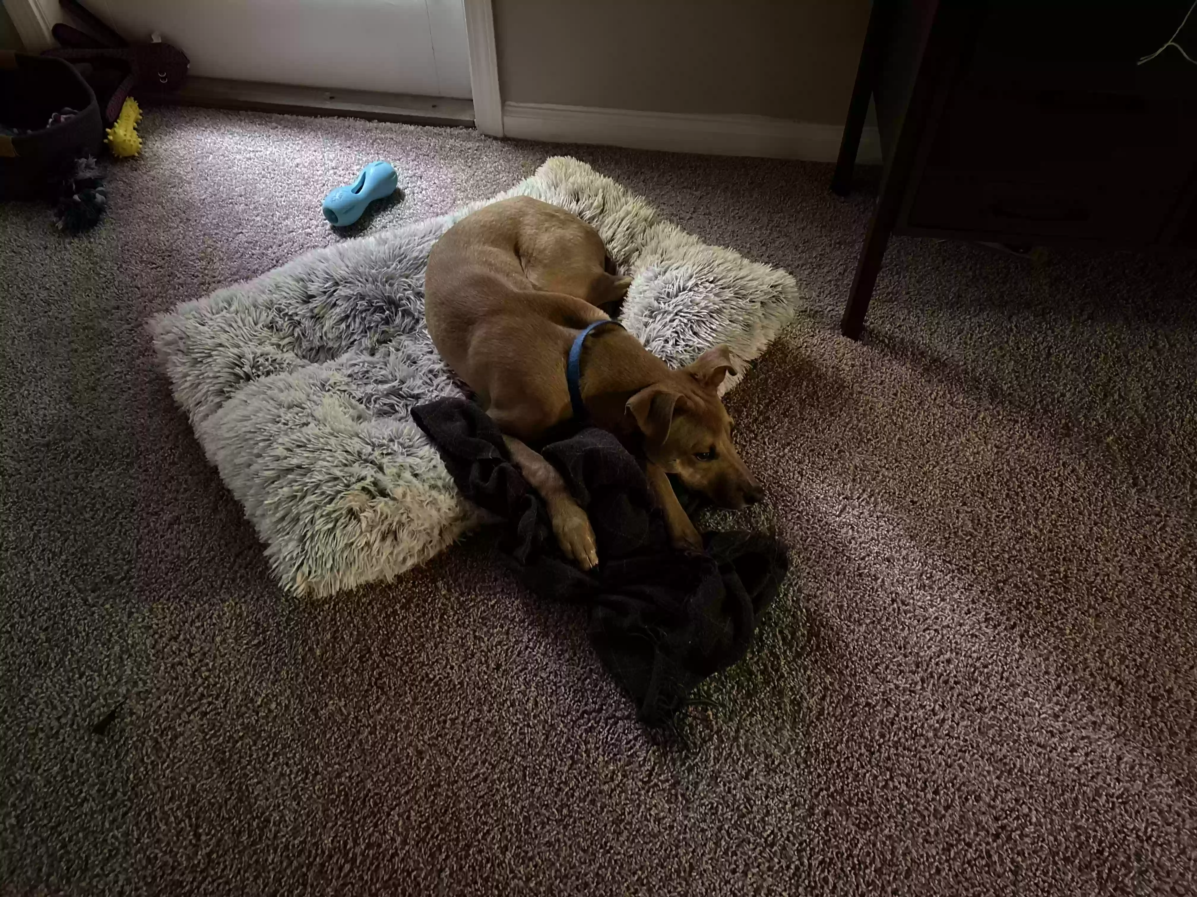 adoptable Dog in Decatur,GA named Kota