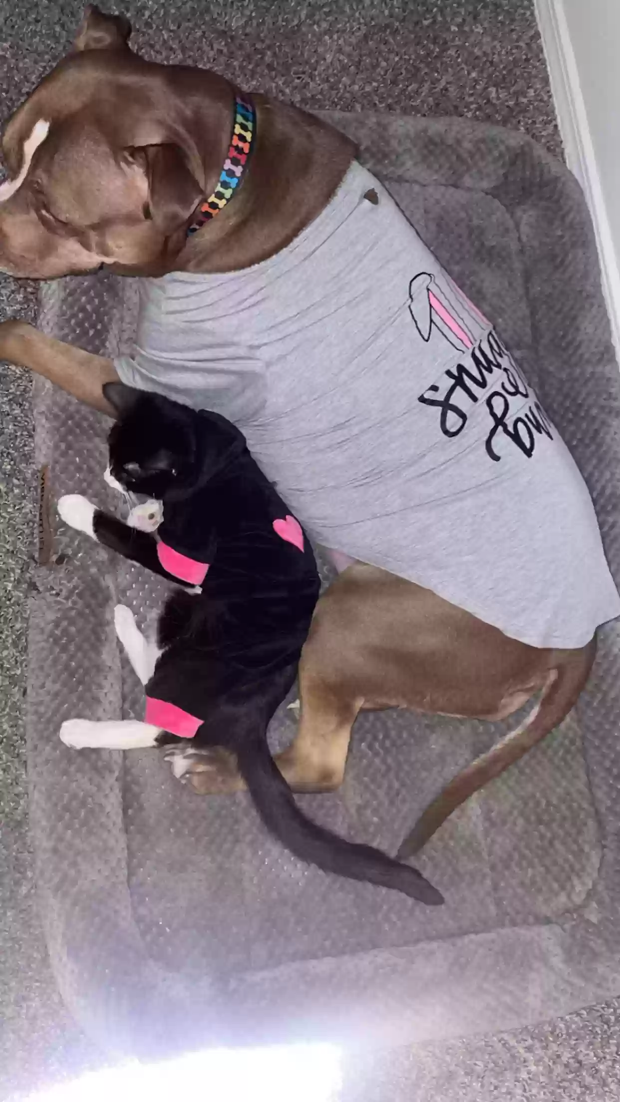 adoptable Cat in Austell,GA named Zoey Alexandria