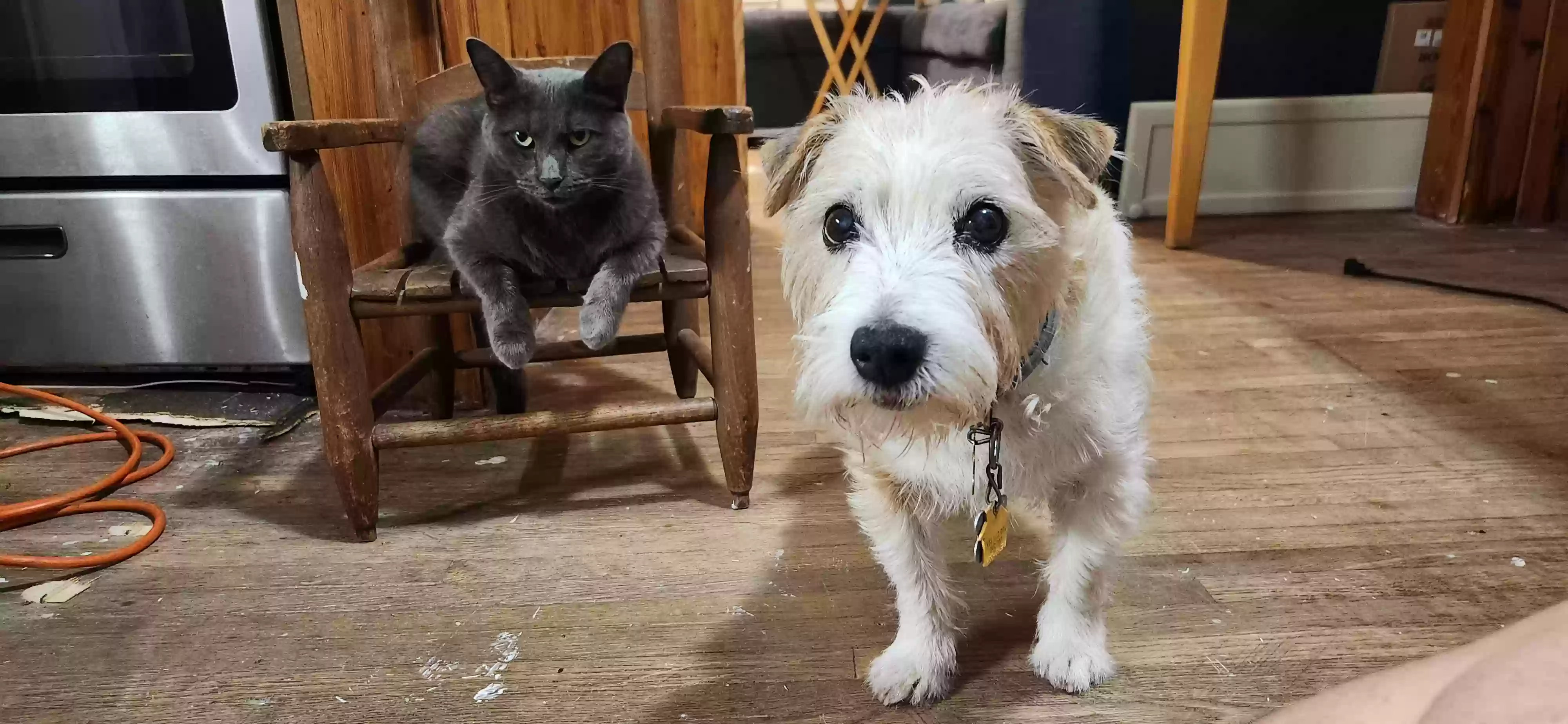 adoptable Cat in Michigan City,IN named Slate