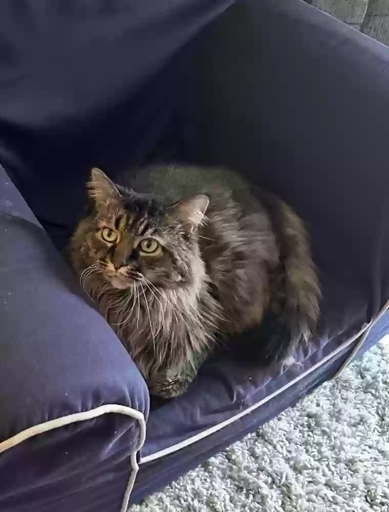 adoptable Cat in Canal Fulton,OH named Cal