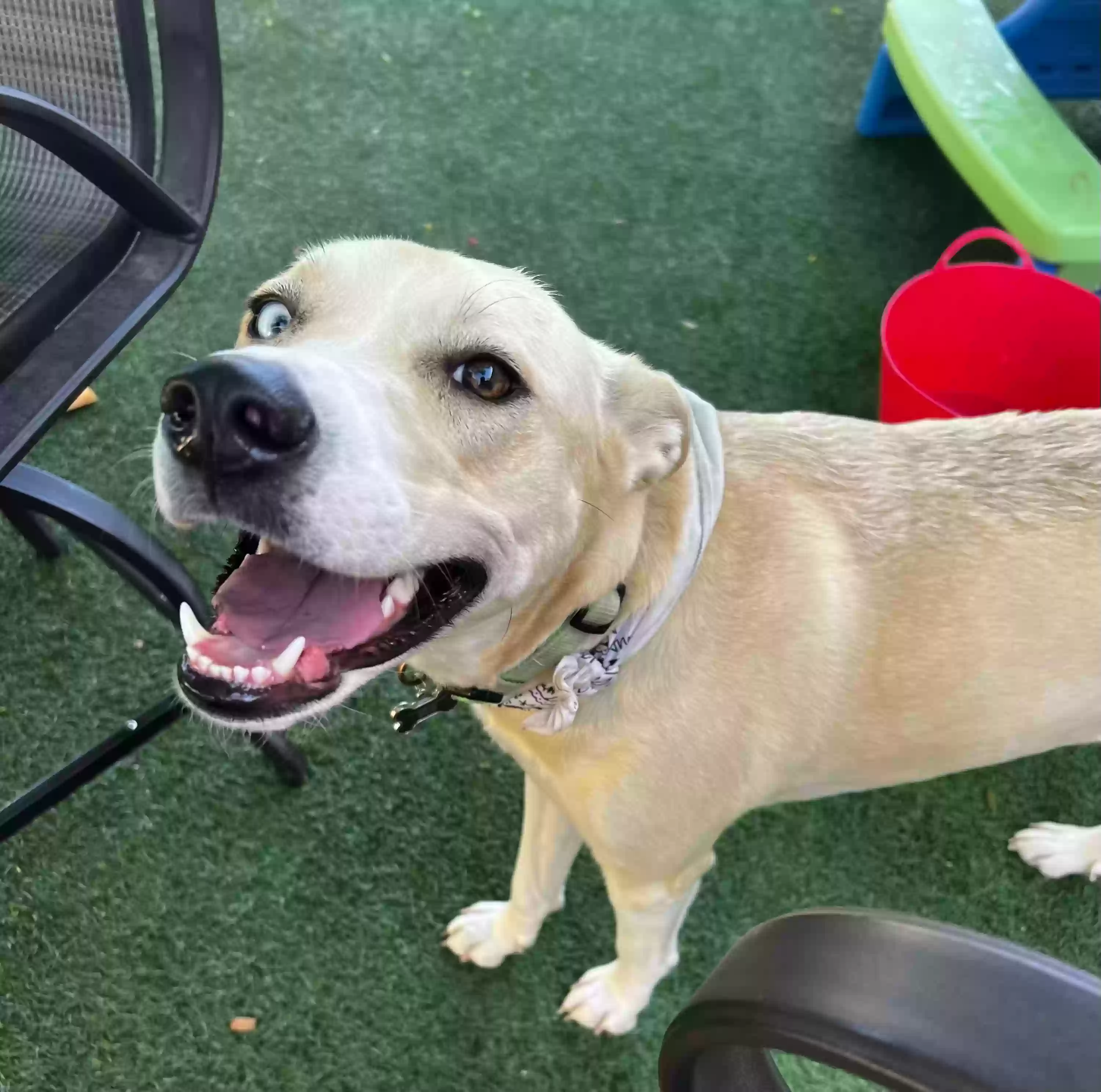 adoptable Dog in Gilbert,AZ named Allie