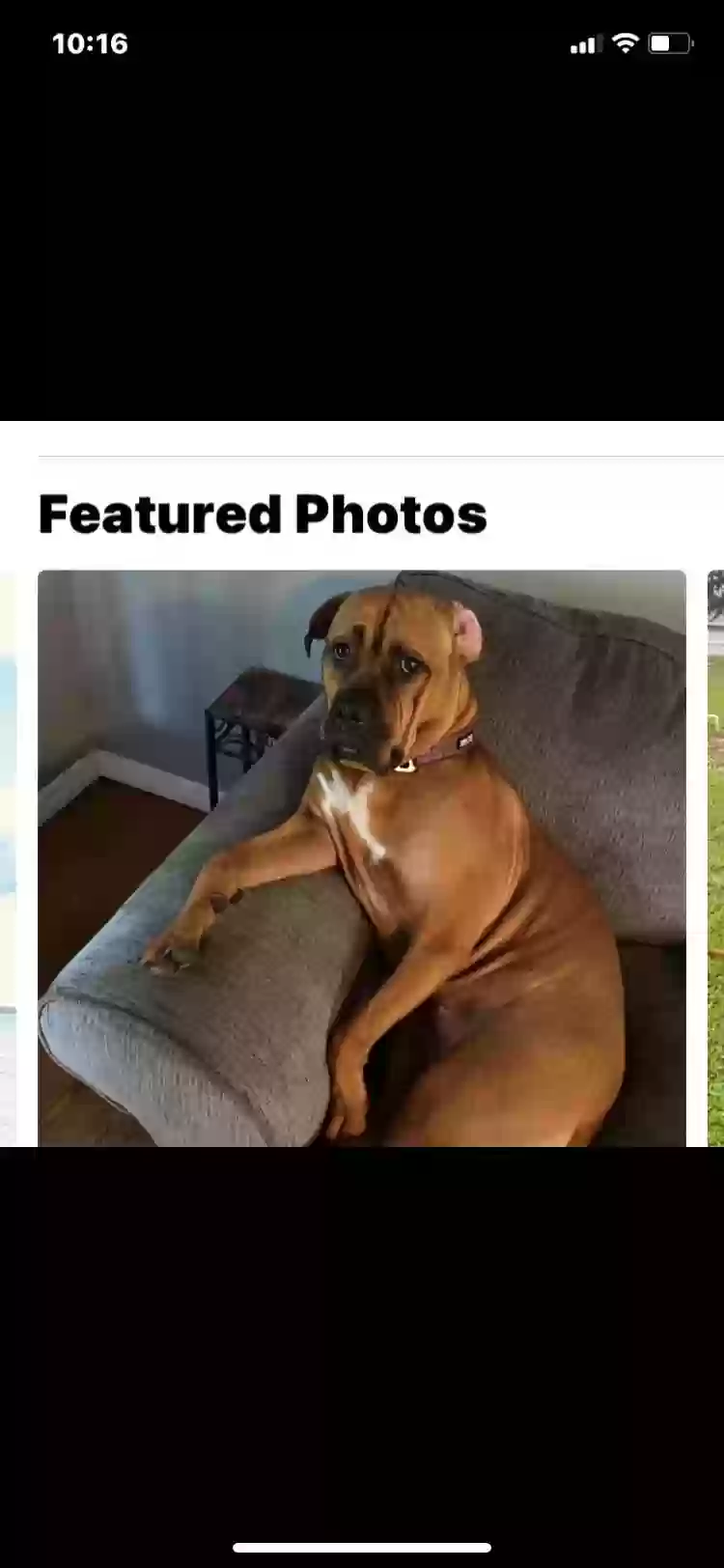 adoptable Dog in Sebring,FL named Fawn