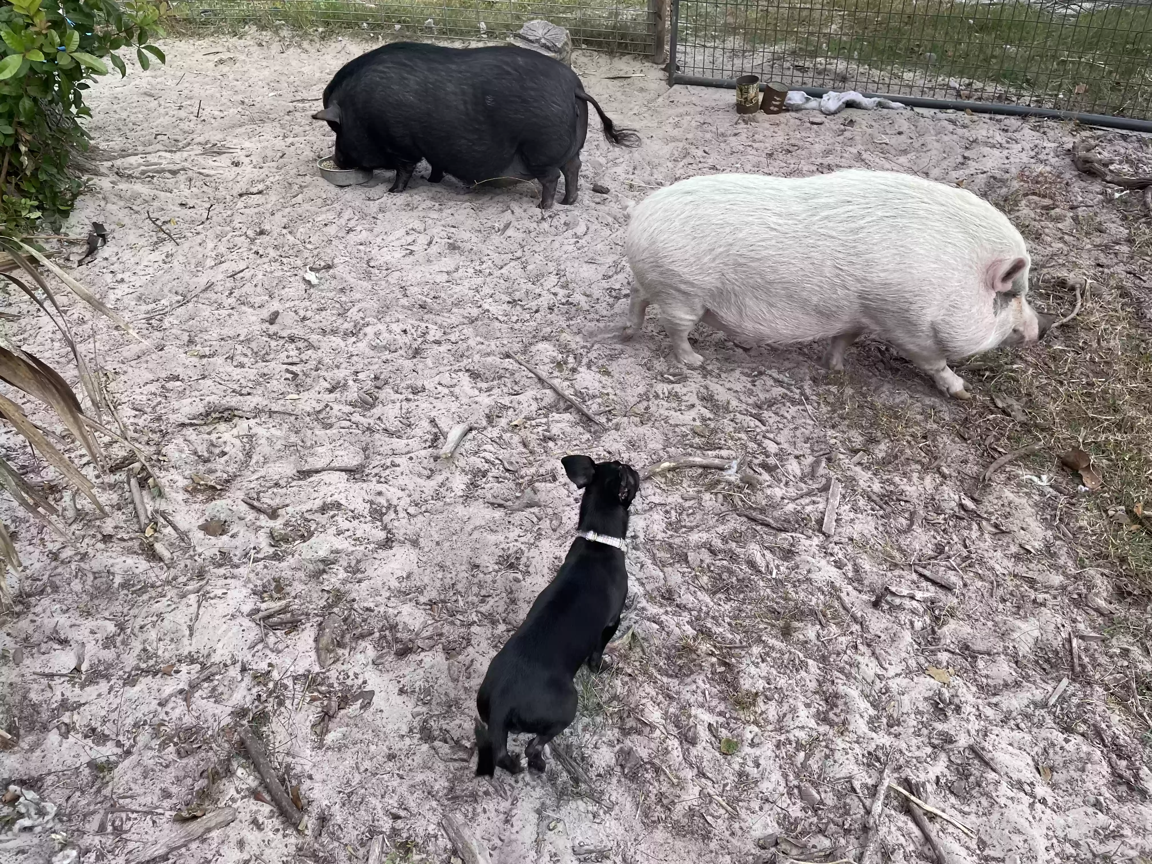 adoptable in Ingleside,TX named Taluhla, Blanca