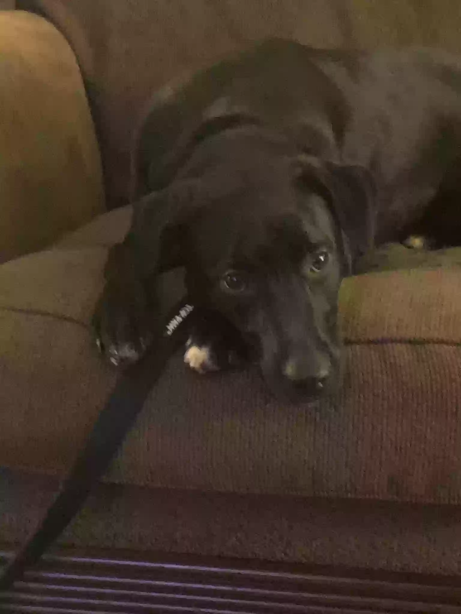 adoptable Dog in Southfield,MI named Trixie