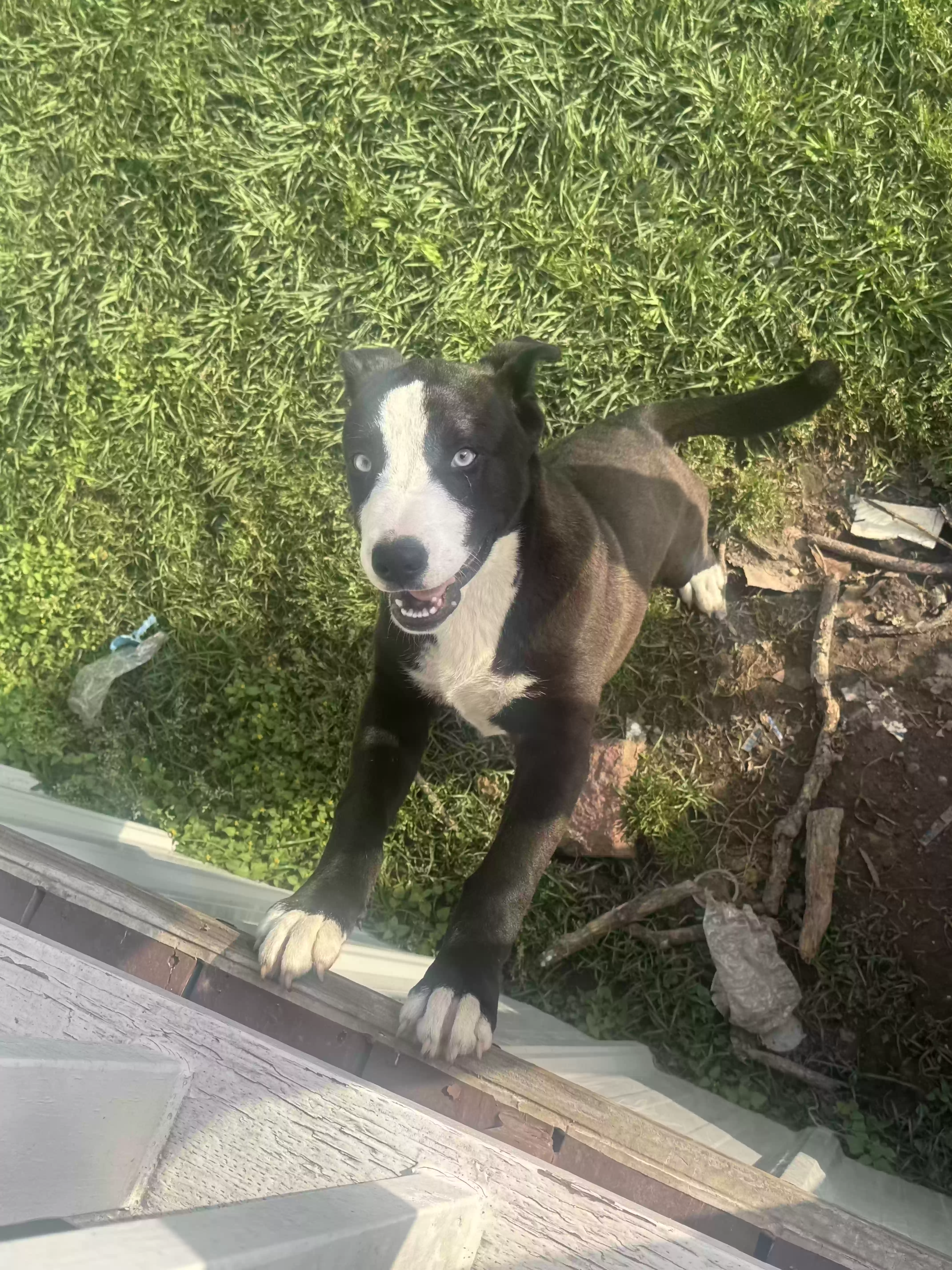 adoptable Dog in Splendora,TX named Shadow