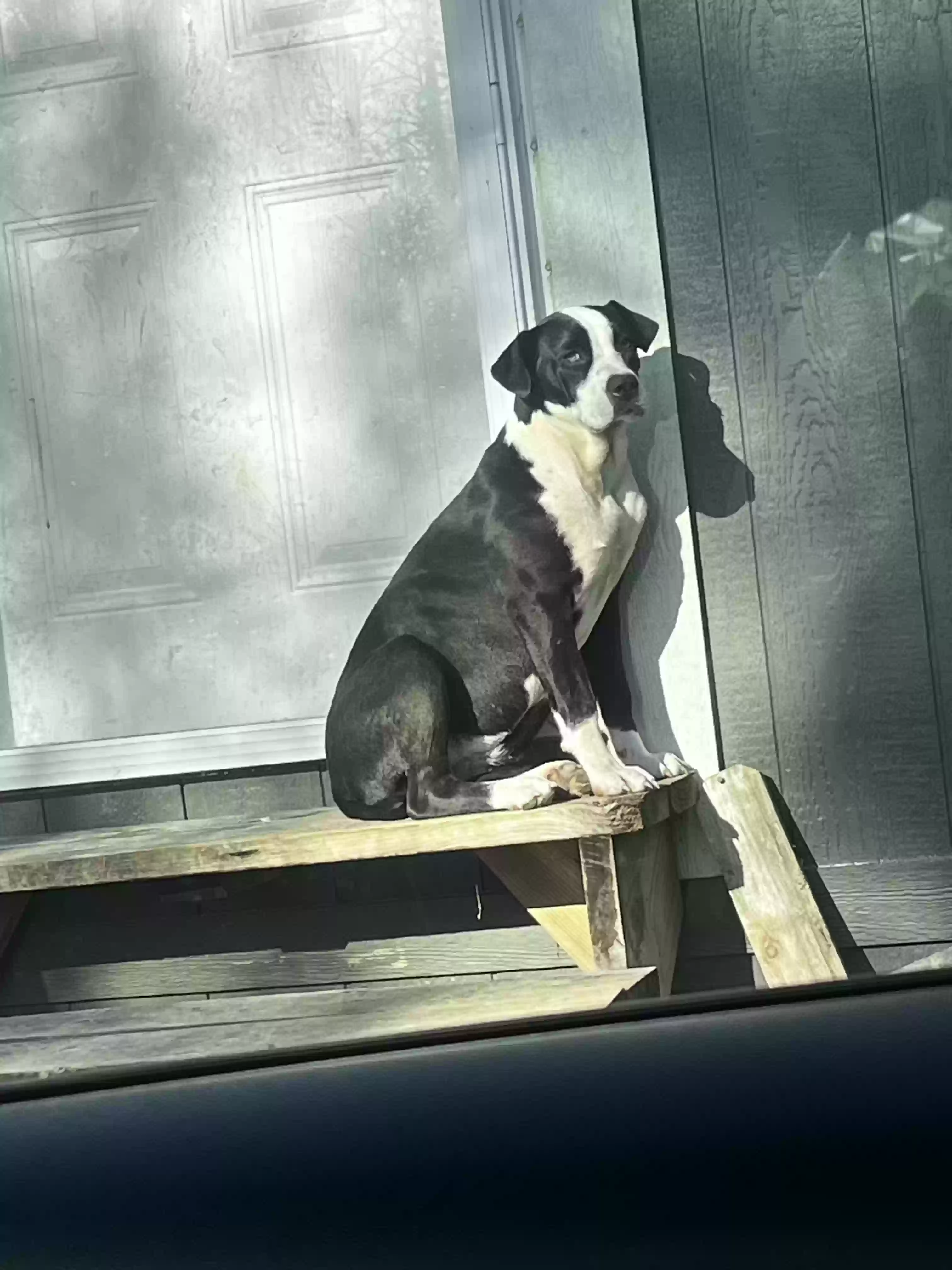 adoptable Dog in Cleveland,TX named Luna