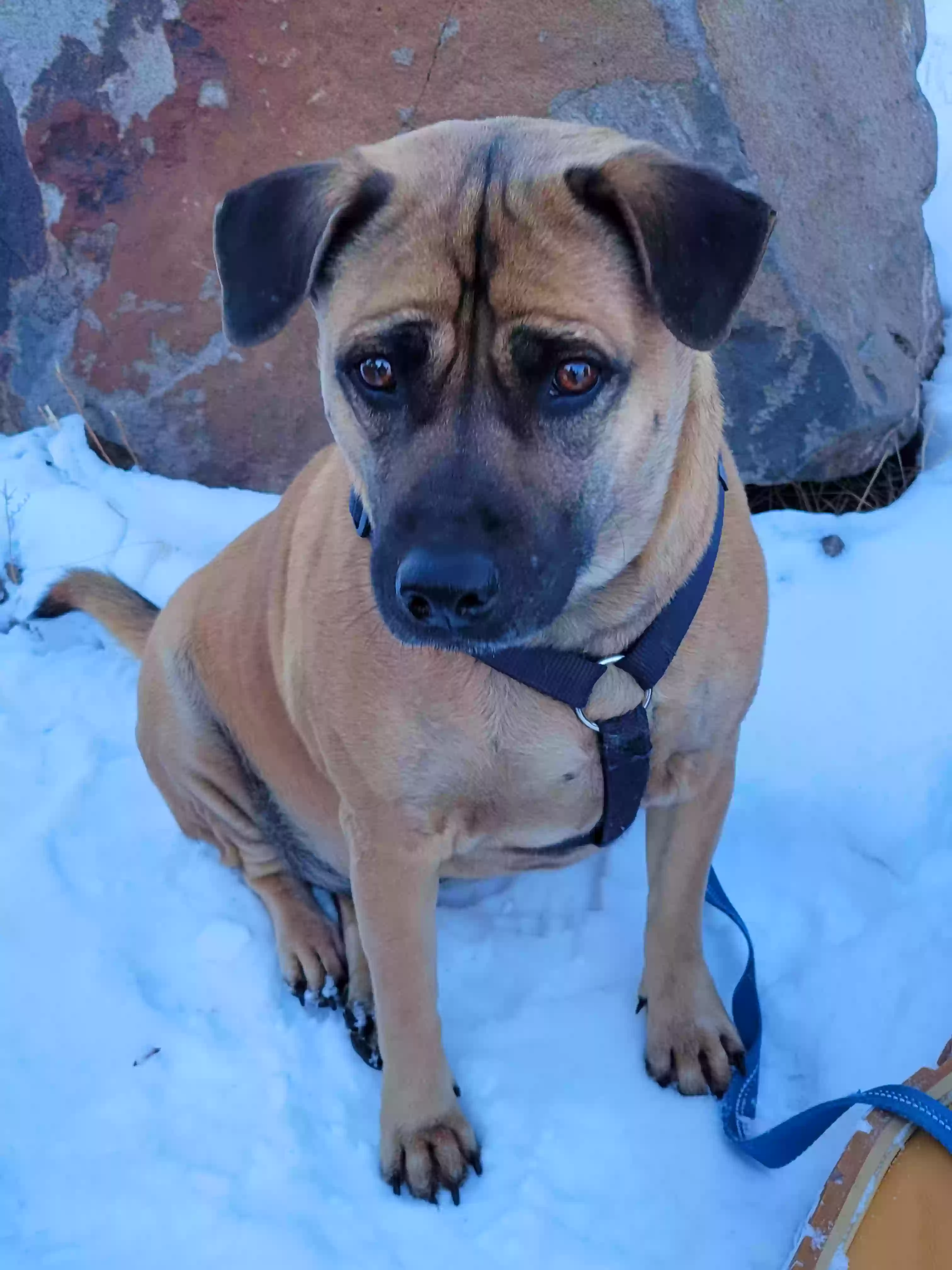 adoptable Dog in Sherman Oaks,CA named Karma