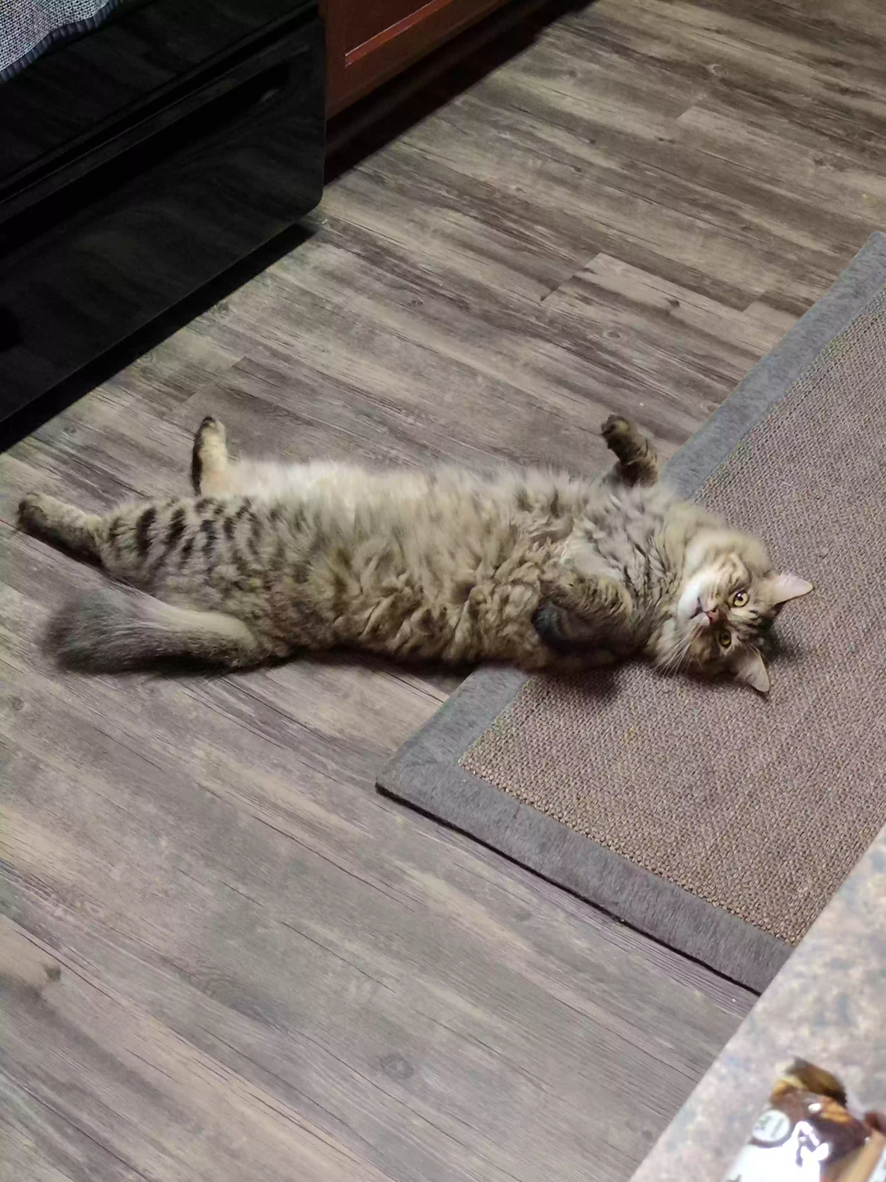 adoptable Cat in Grand Rapids,MI named Maximus