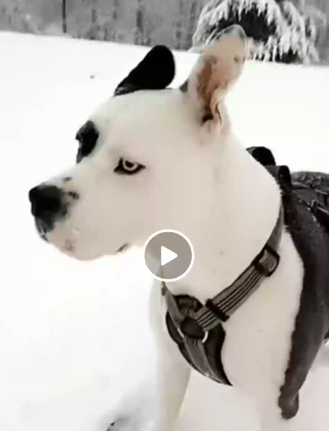 adoptable Dog in Wartburg,TN named Ruger