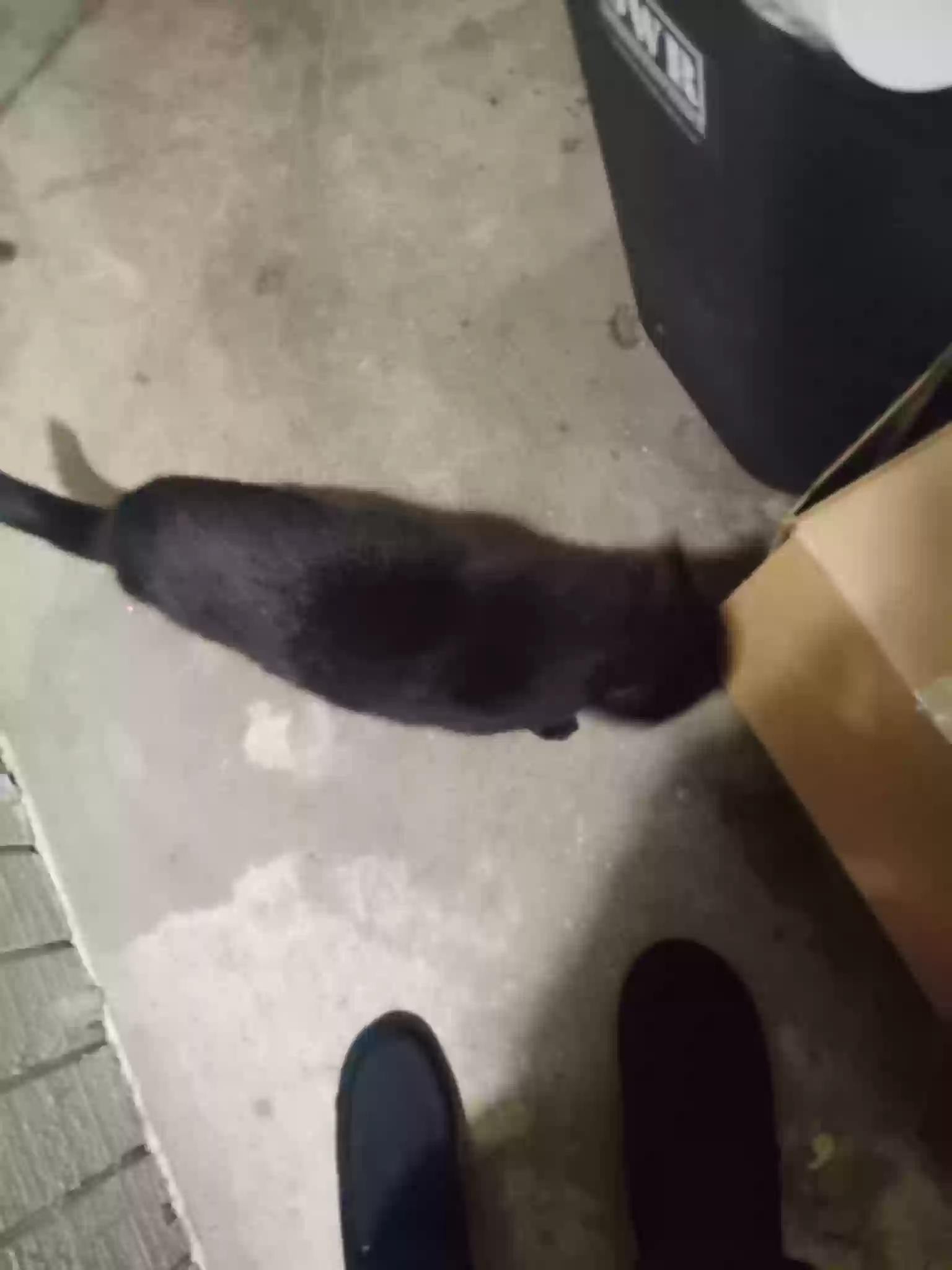adoptable Cat in Dallas,TX named Unknown