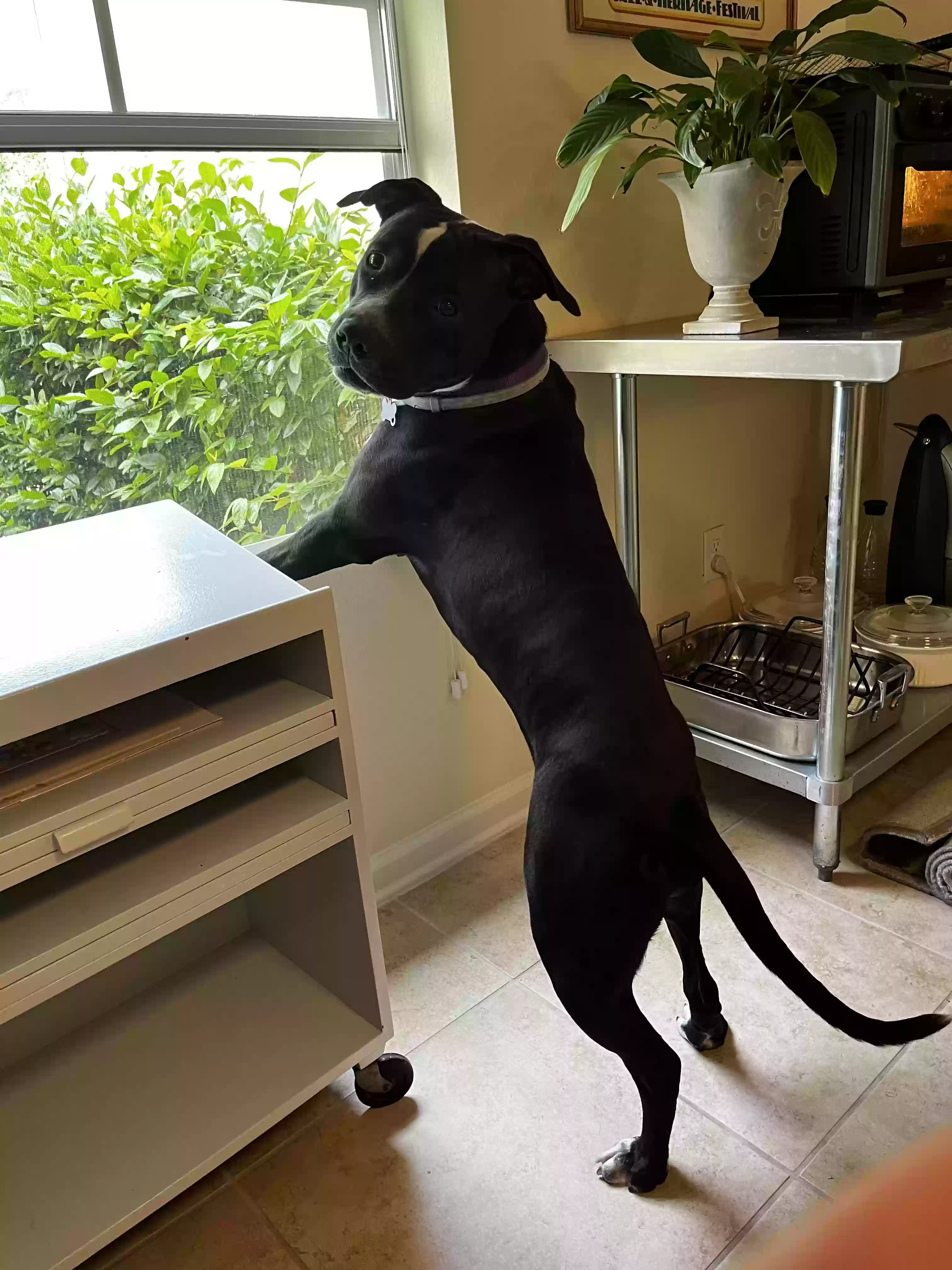 adoptable Dog in Saint Augustine,FL named Sadie