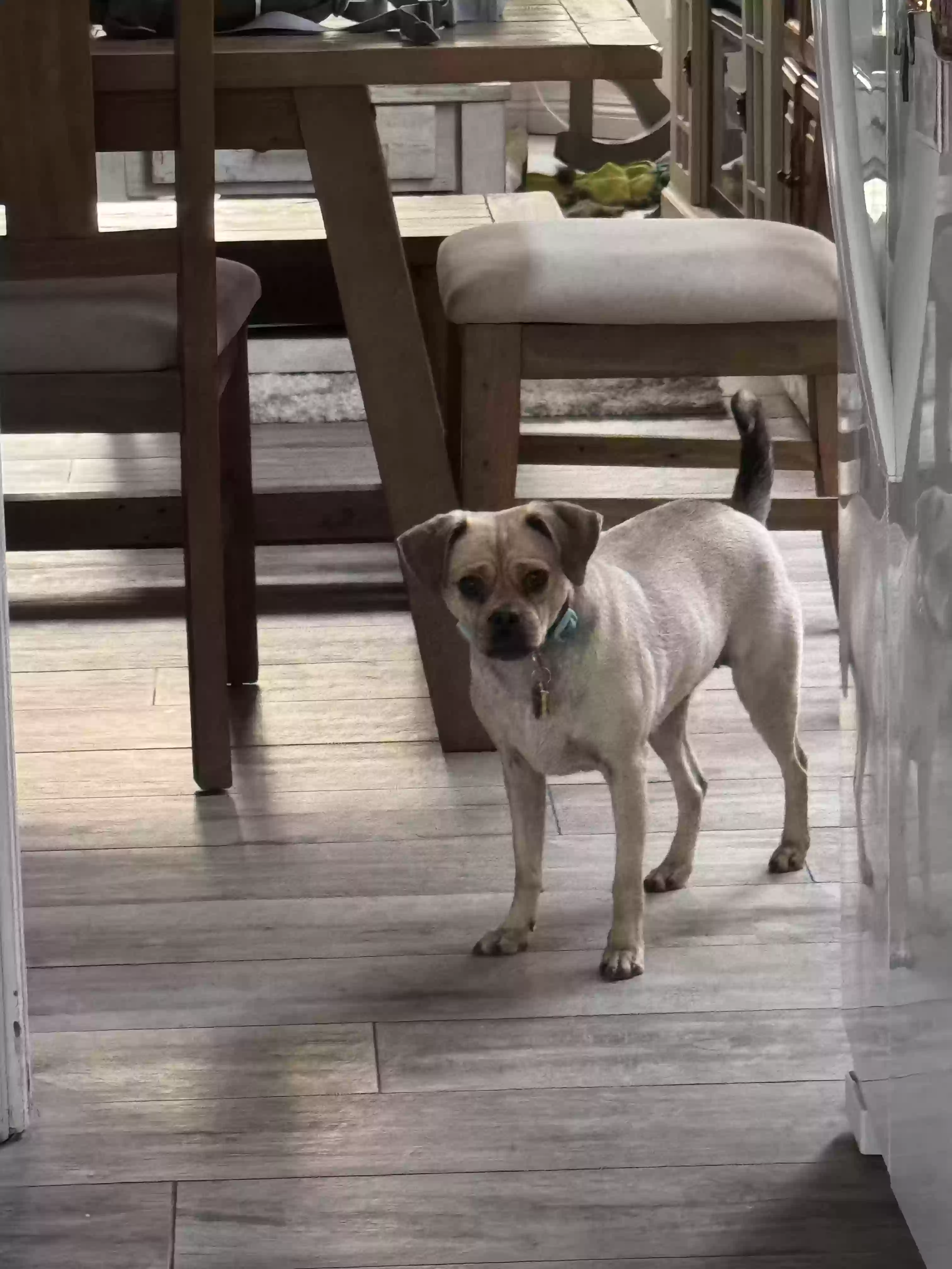 adoptable Dog in Temecula,CA named Pumpkin