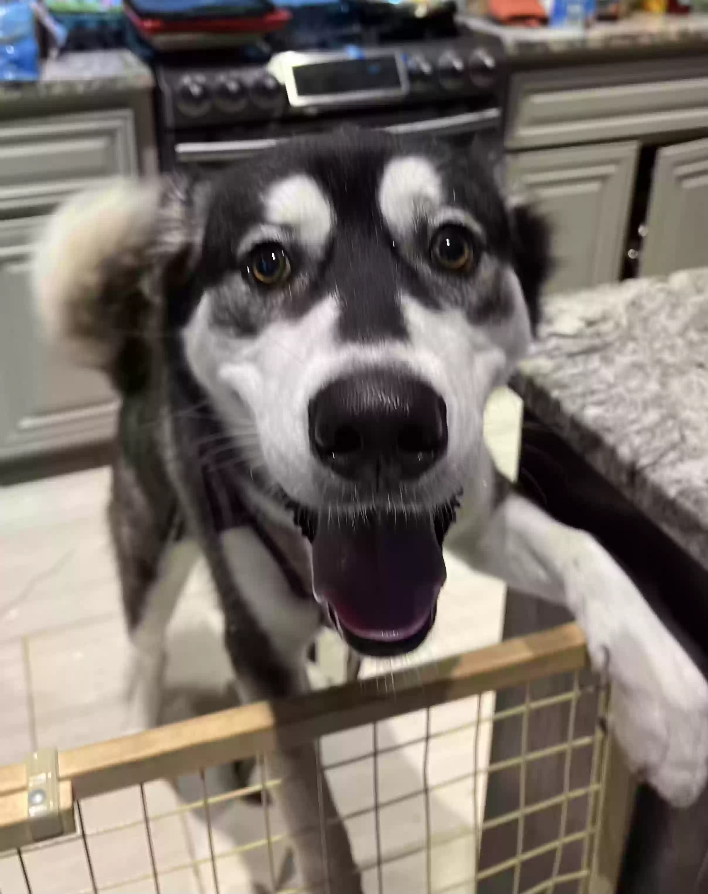 adoptable Dog in San Antonio,TX named Luna
