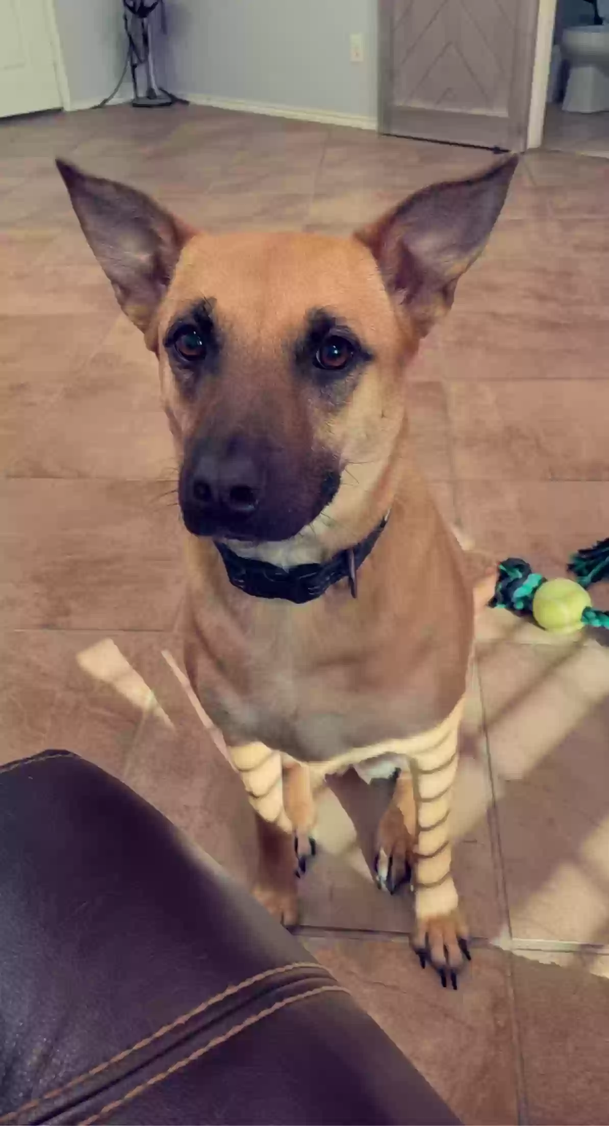 adoptable Dog in Middleburg,FL named Luna