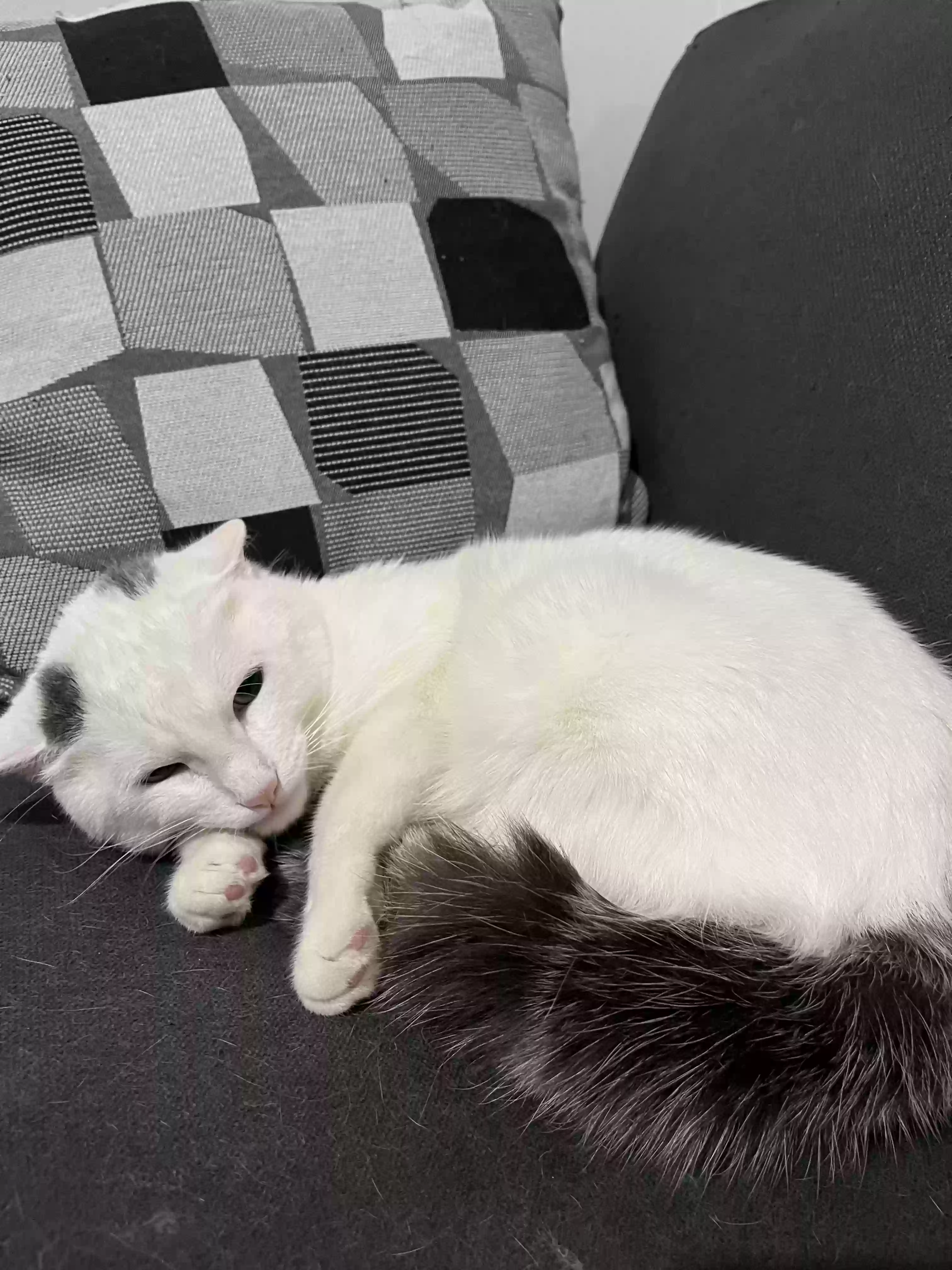 adoptable Cat in Brooklyn,NY named Cloud