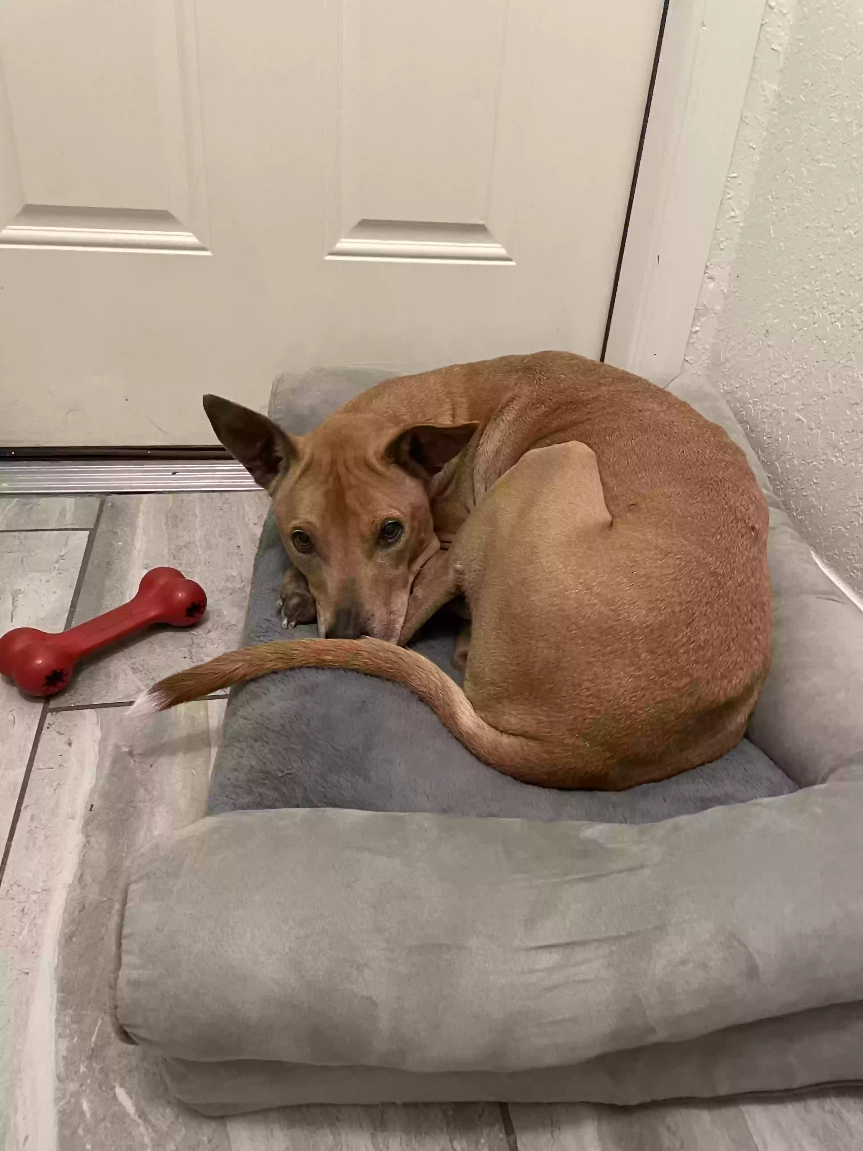 adoptable Dog in Boca Raton,FL named Tyson