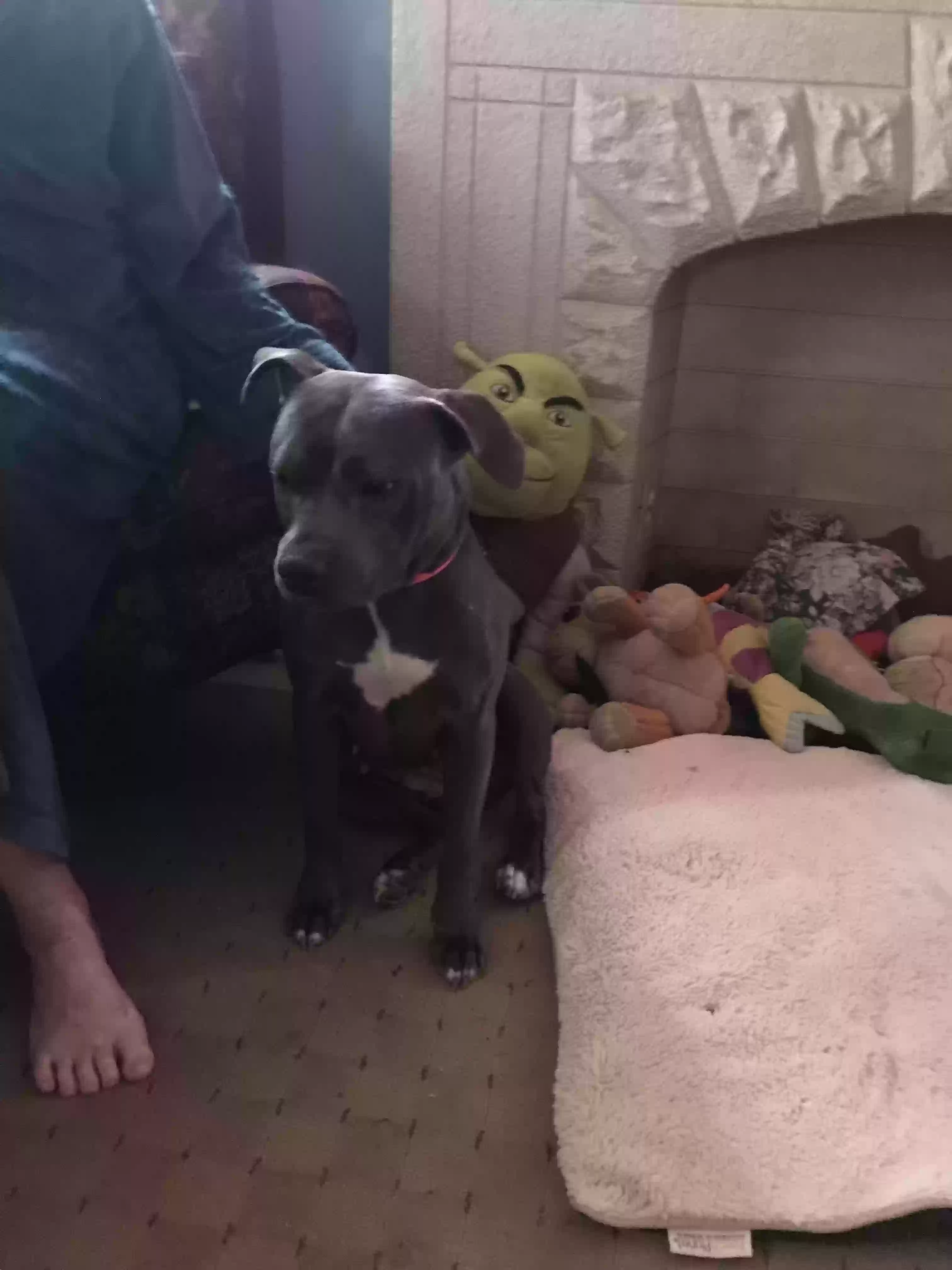 adoptable Dog in Cincinnati,OH named Shadow
