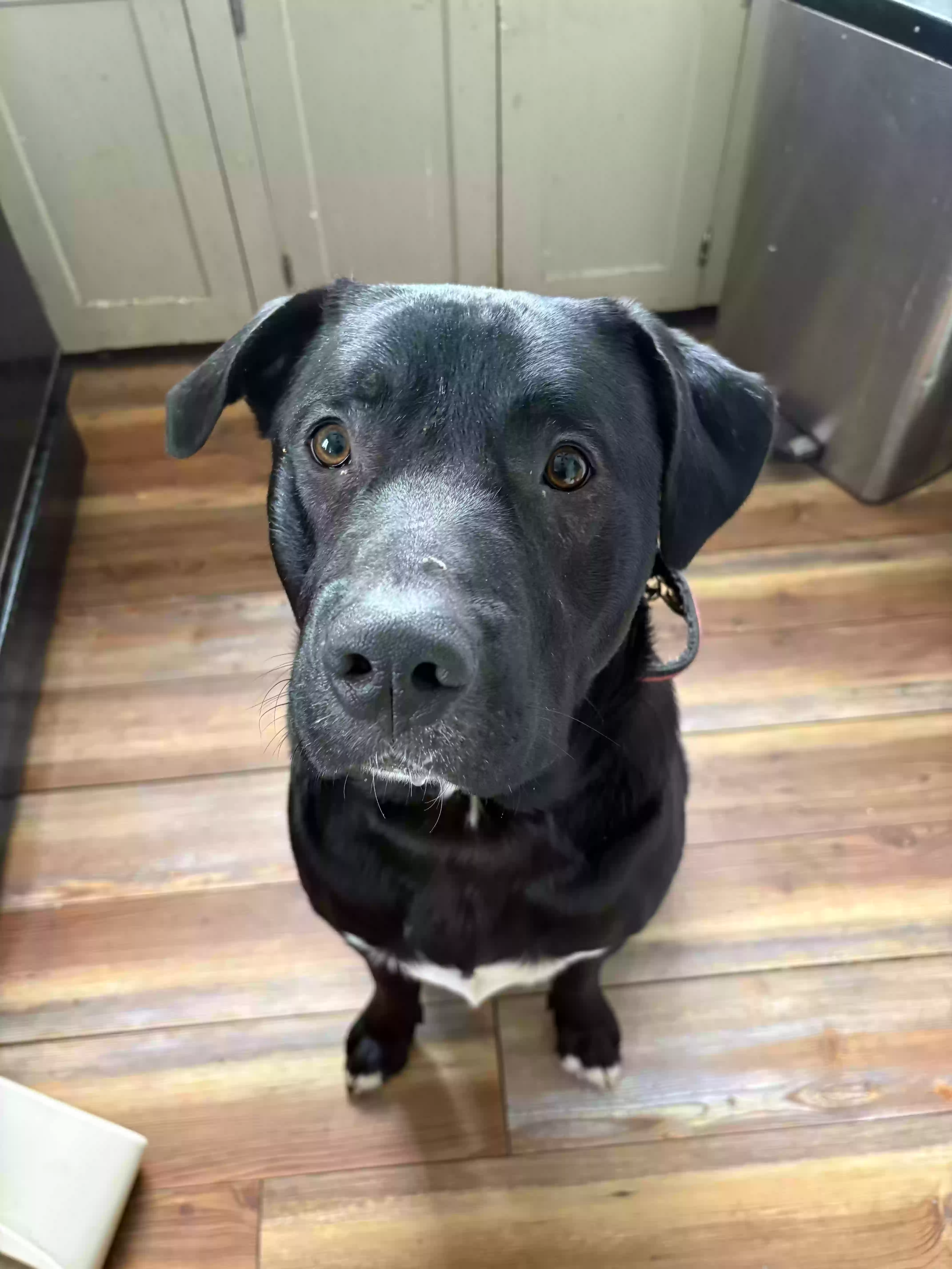 adoptable Dog in Berkley,MI named