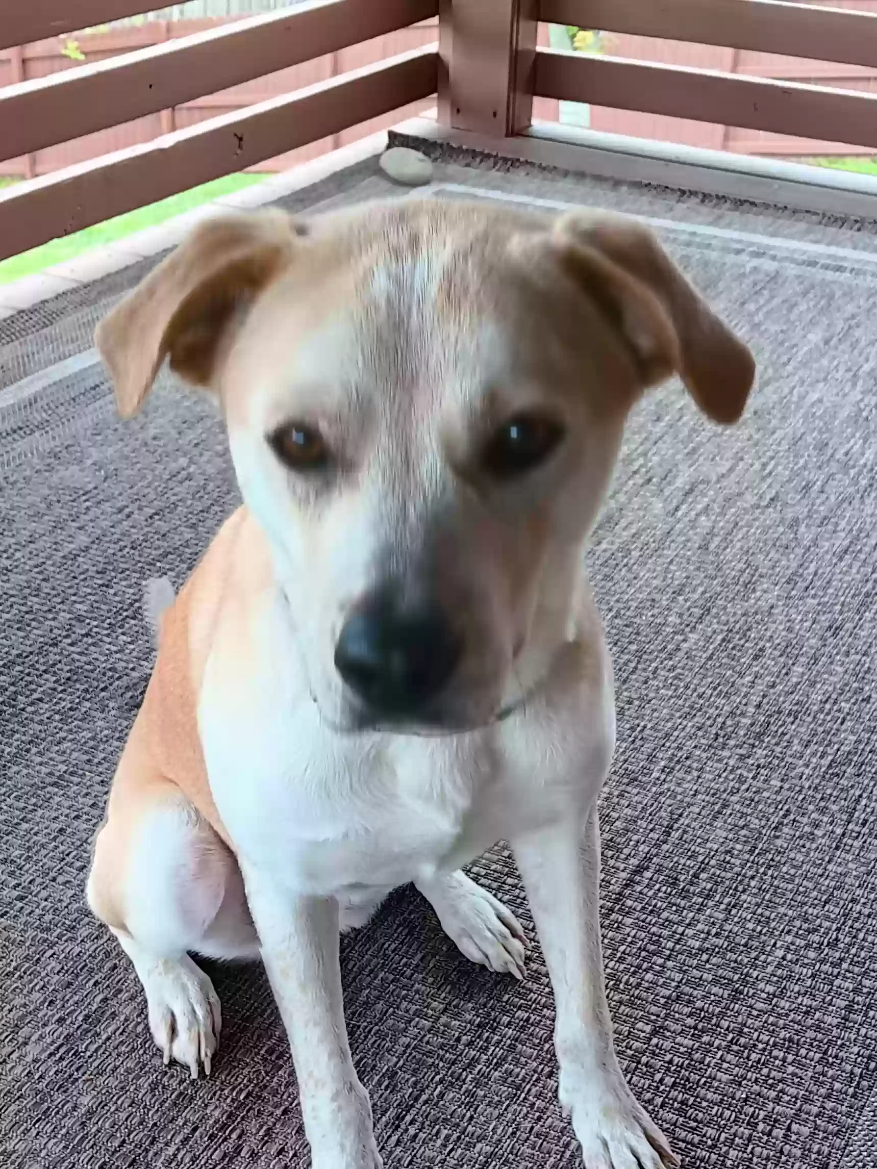 adoptable Dog in Morristown,TN named Bailey