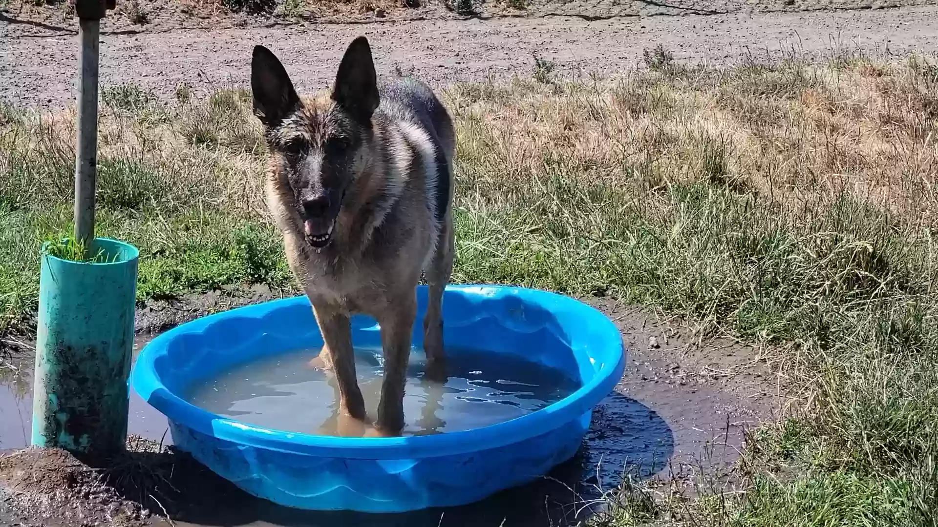 adoptable Dog in Arlington,WA named 