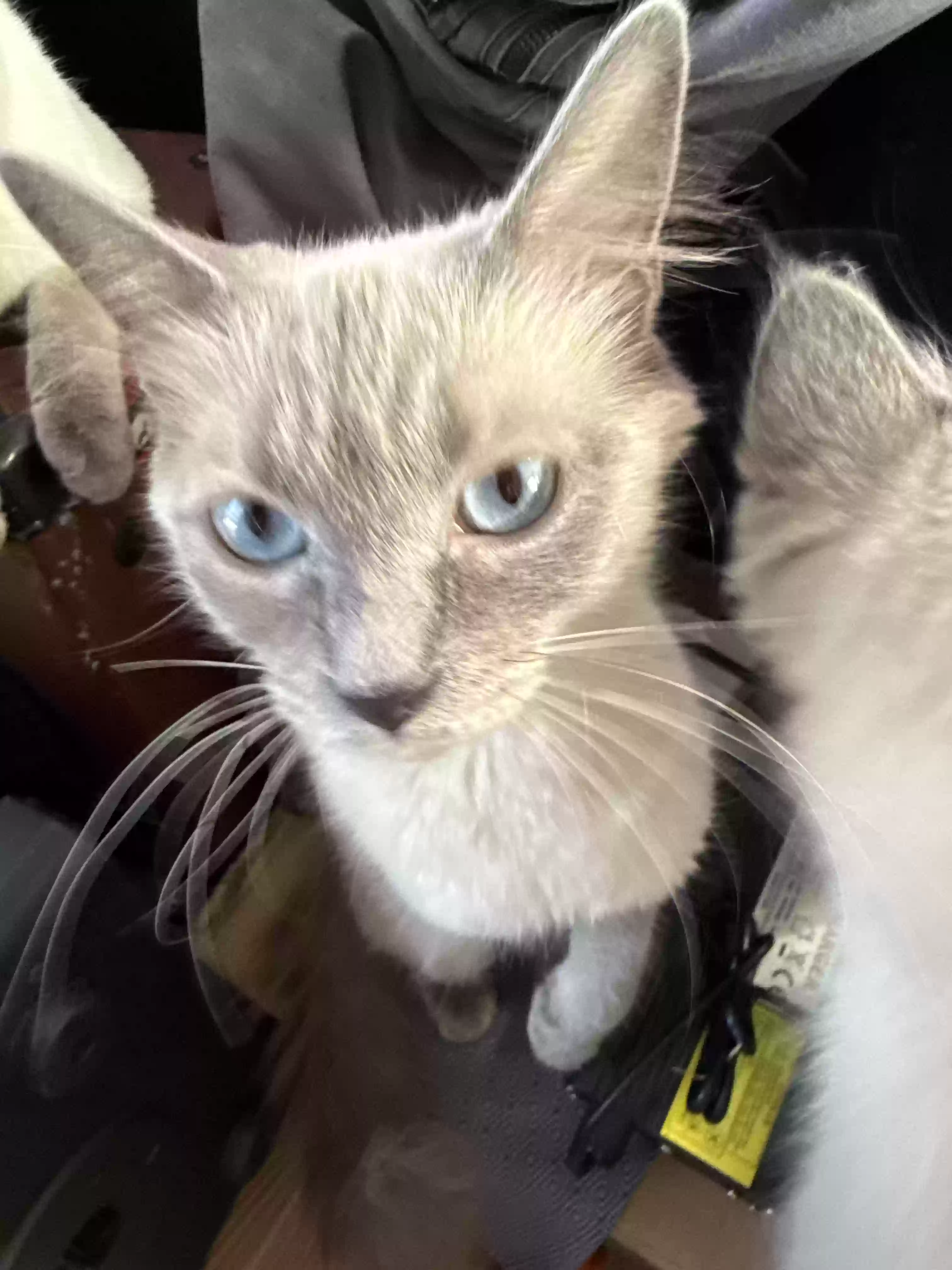 adoptable Cat in Las Vegas,NV named Violet