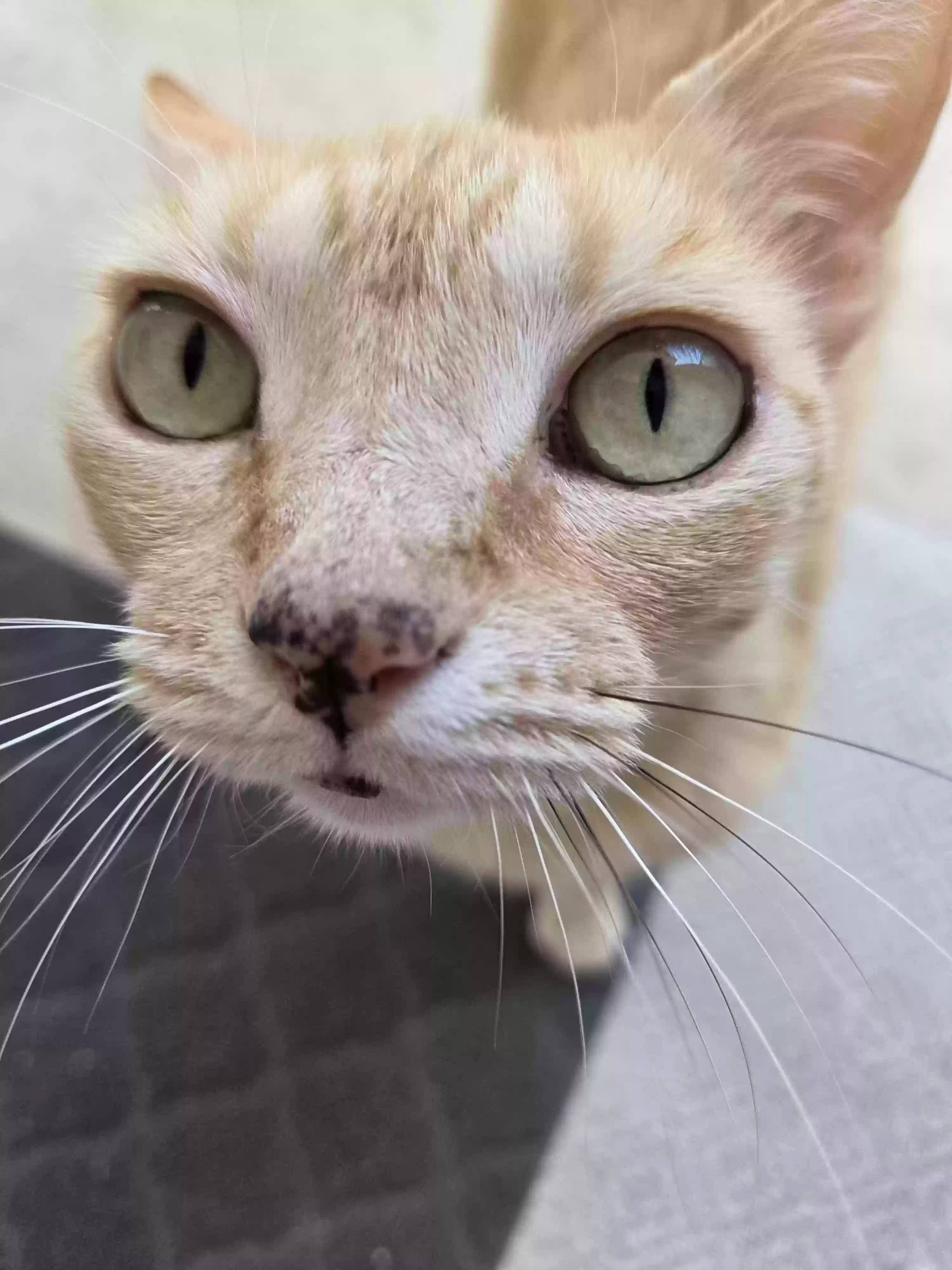 adoptable Cat in Marble Falls,TX named Baby Girl