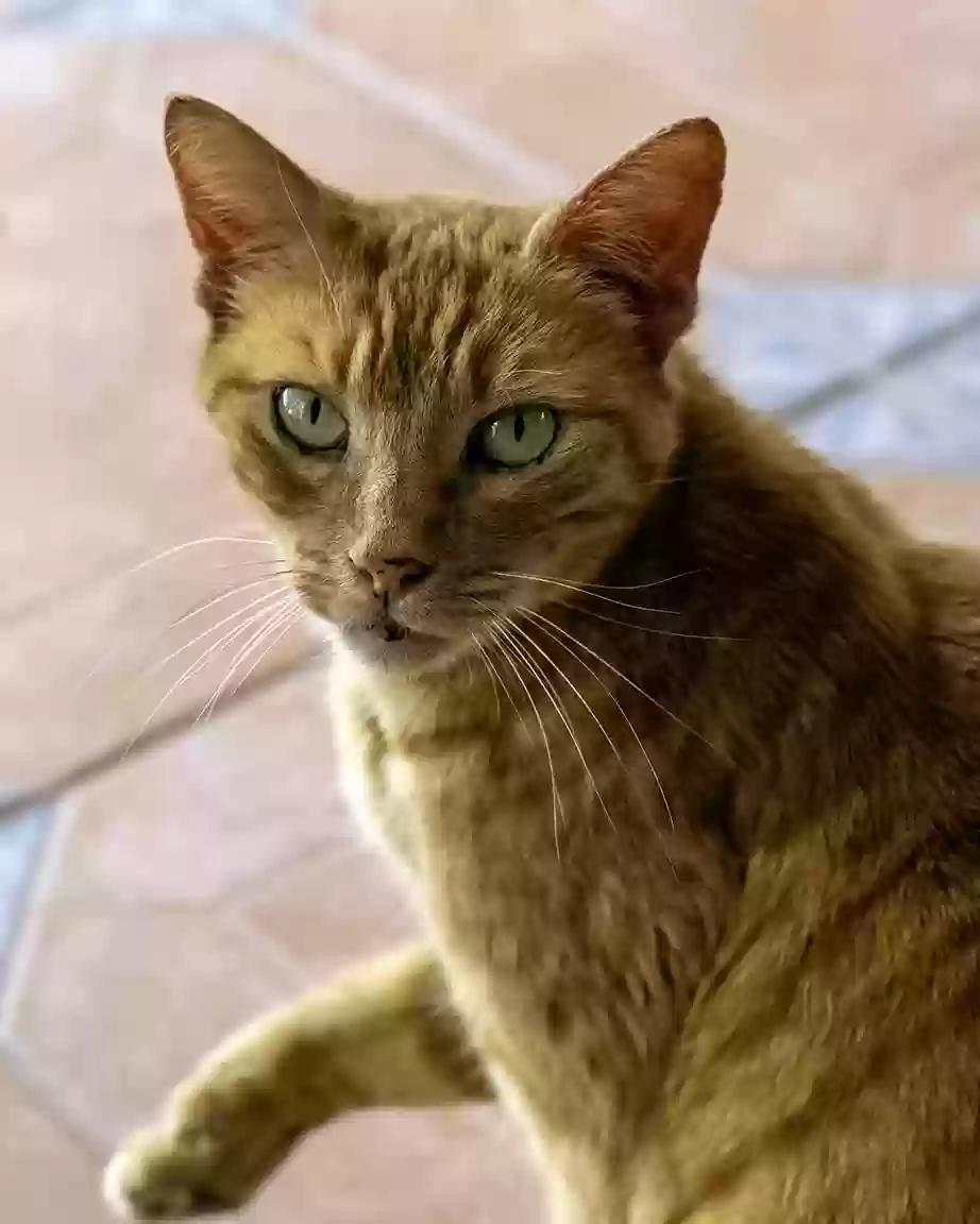 adoptable Cat in Leesburg,FL named Goldie