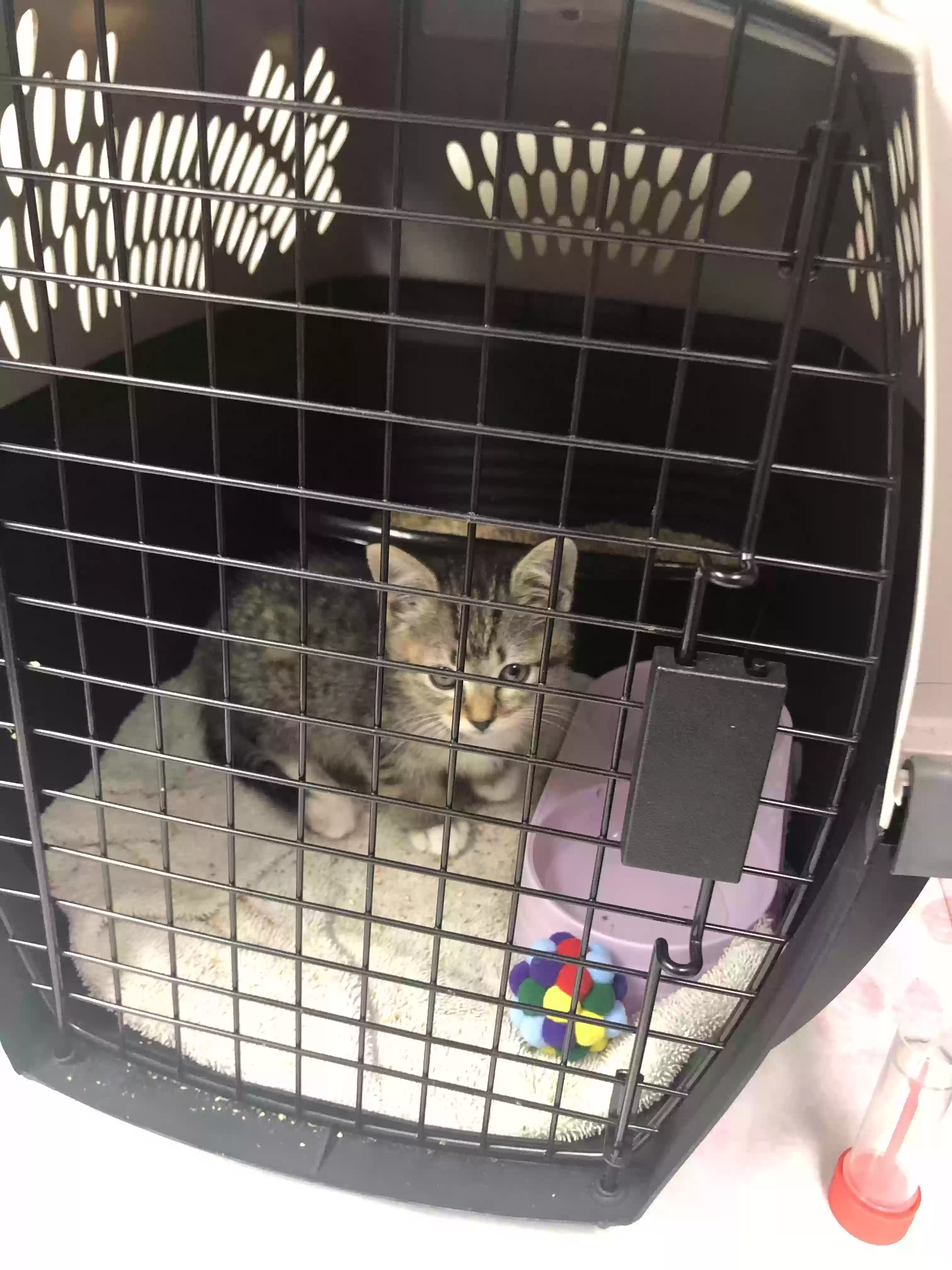 adoptable Cat in Pensacola,FL named Lilly