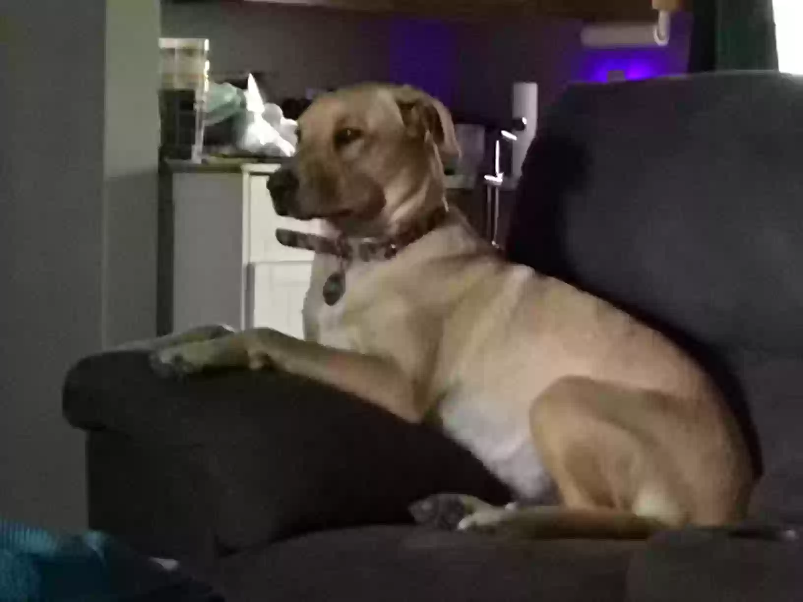 adoptable Dog in Ponchatoula,LA named Duke