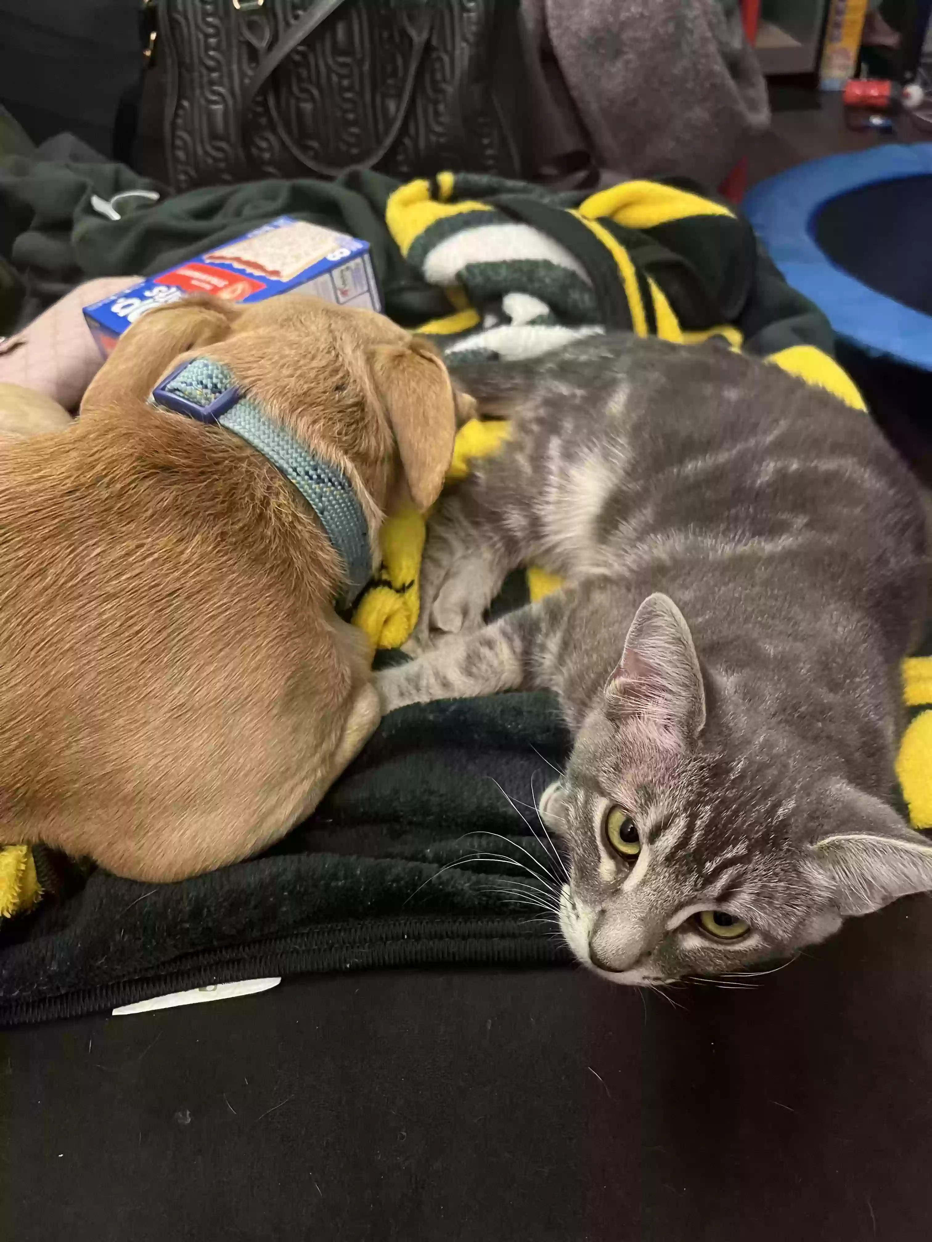 adoptable Cat in Anaheim,CA named Silo